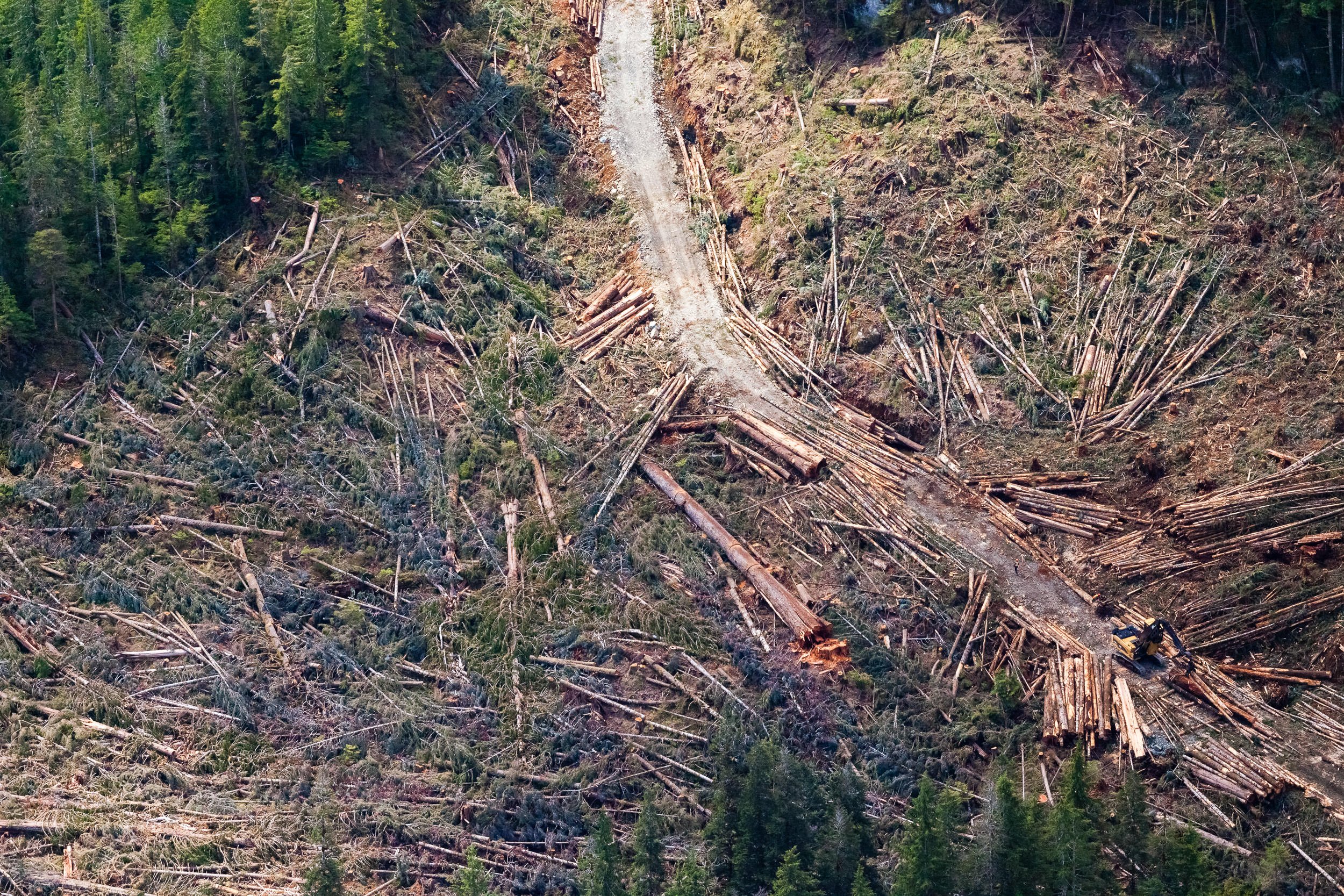 nahmint-9th-widest-douglas-fir-bcts-logging-aerial.jpg