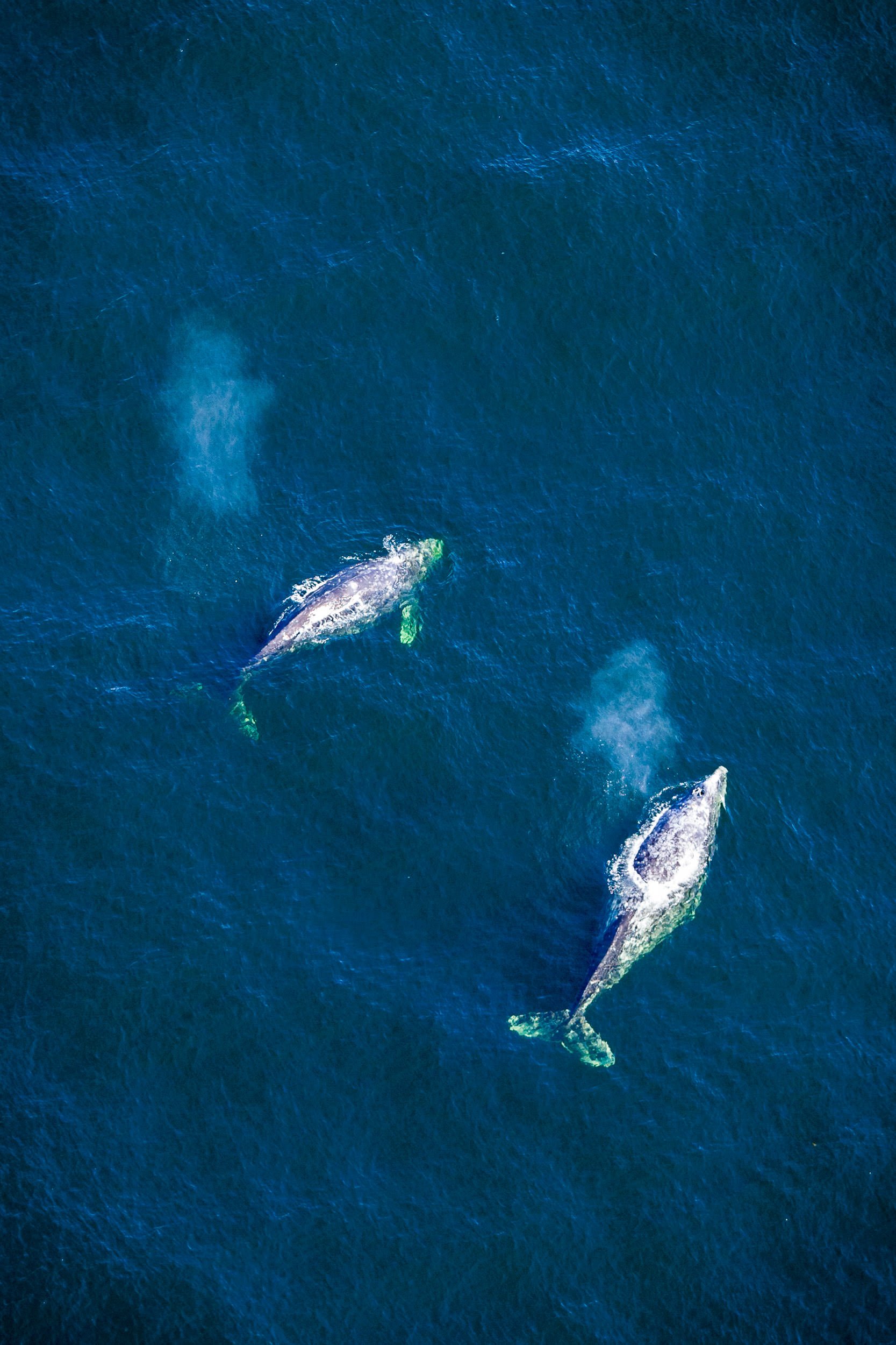 grey-whales-vancouver-island-pacific-aerial.jpg