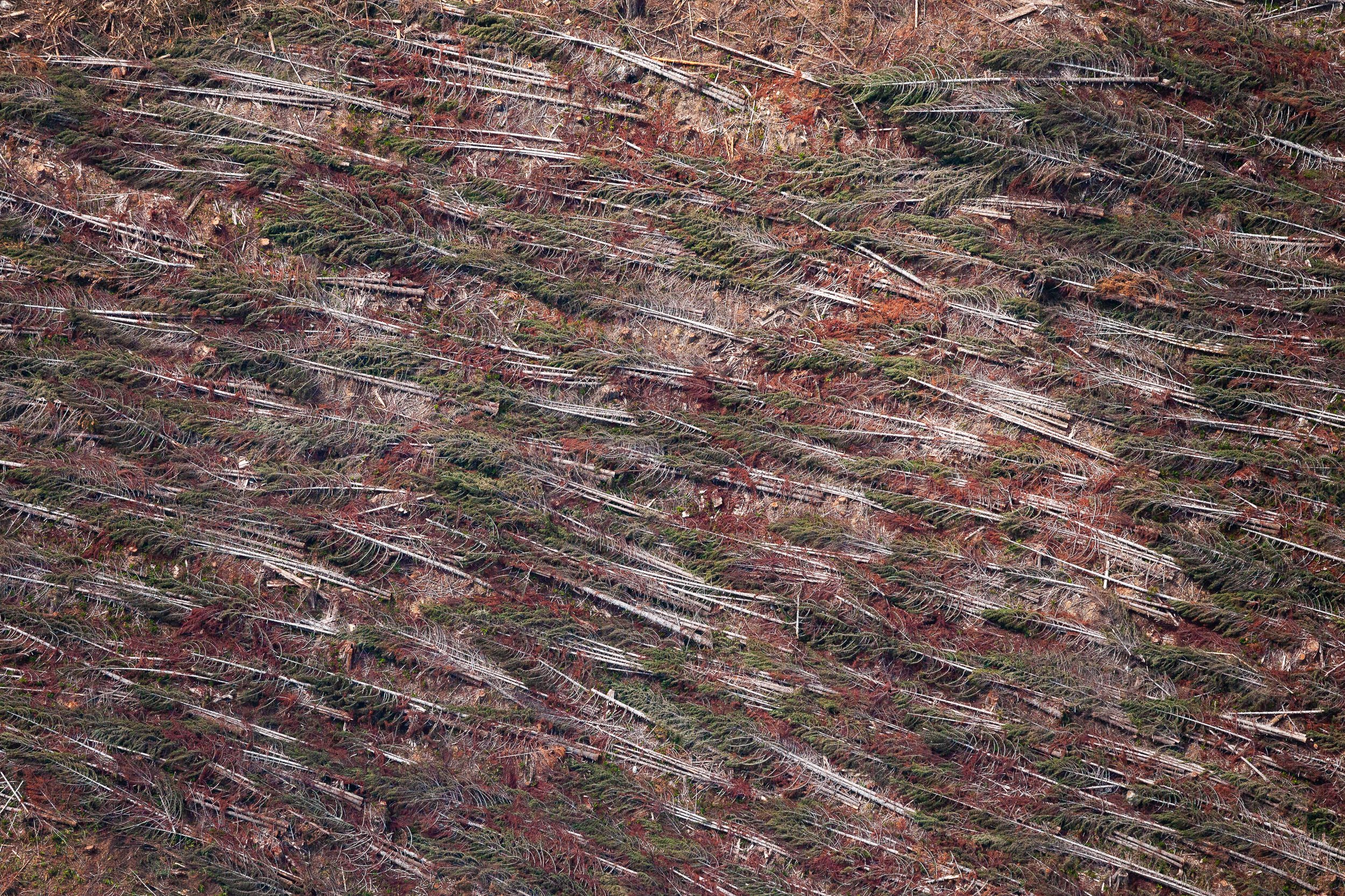 trees-laying-down-clearcut-vancouver-island-aerial.jpg