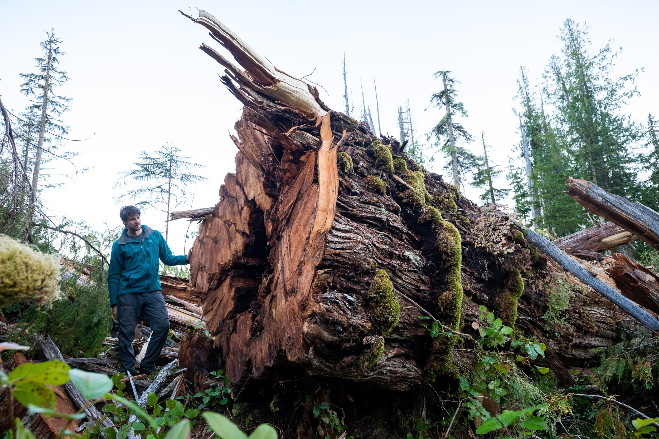 giant-old-growth-logging-vancouver-island-bc-2022-1143.jpg
