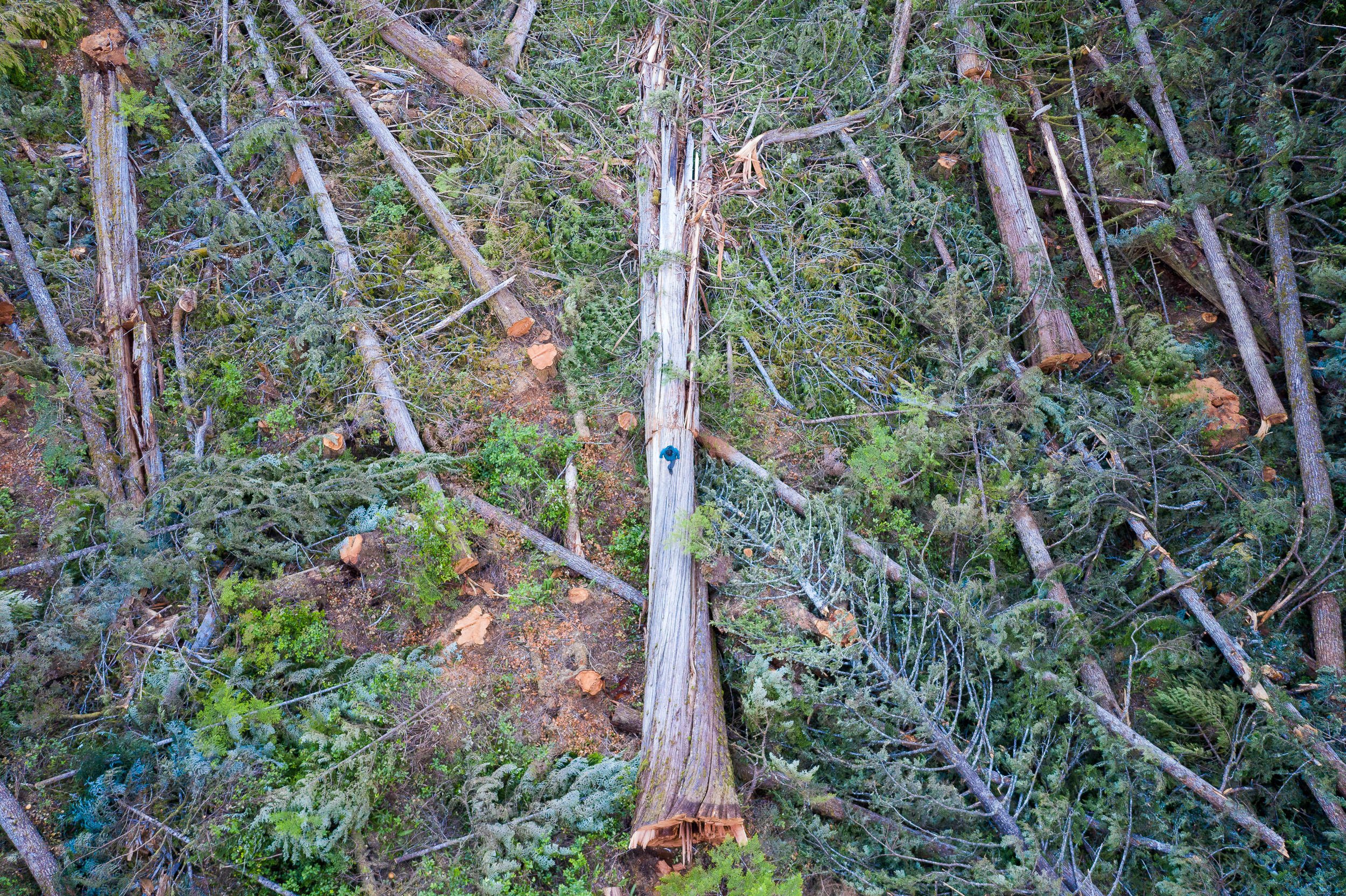 old-growth-cedar-logging-vancouver-island-bc-2022-914.jpg