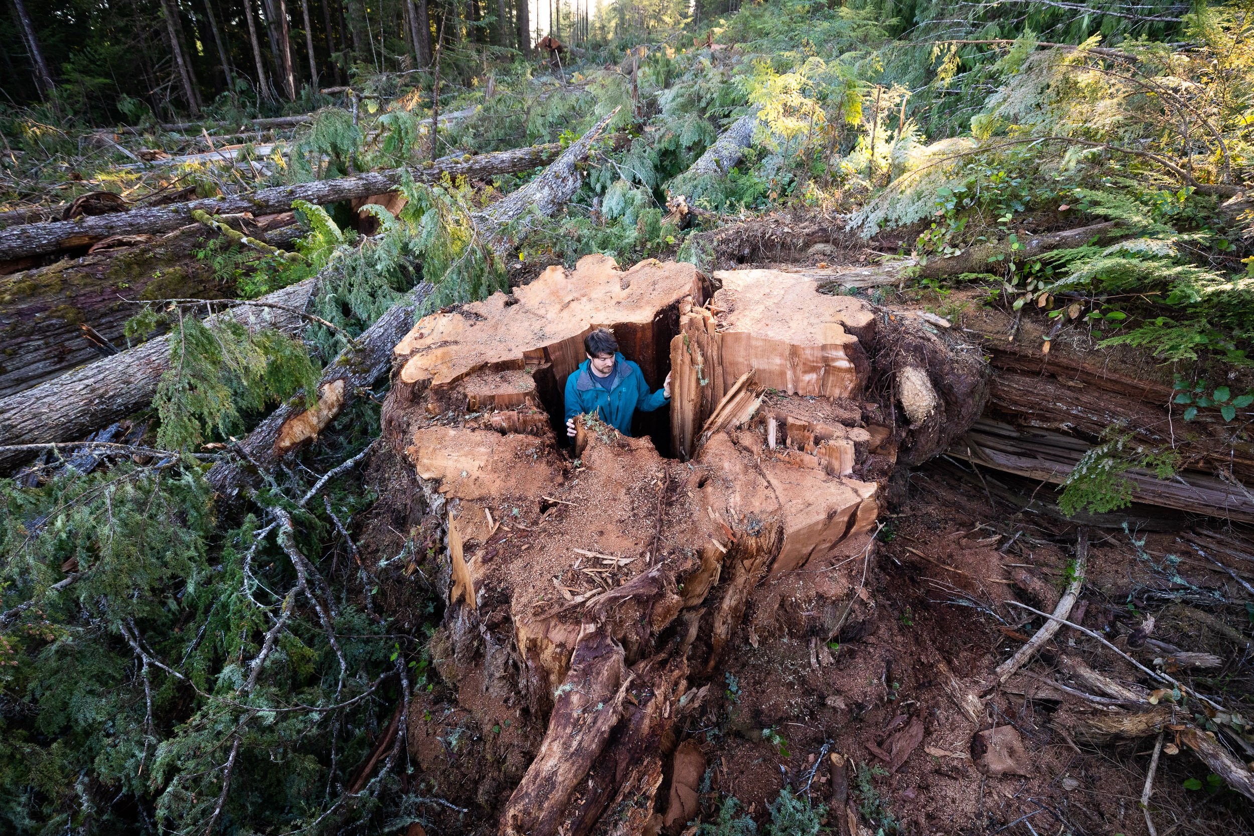 old-growth-cedar-stump-vancouver-island-bc-2022-1024.jpg