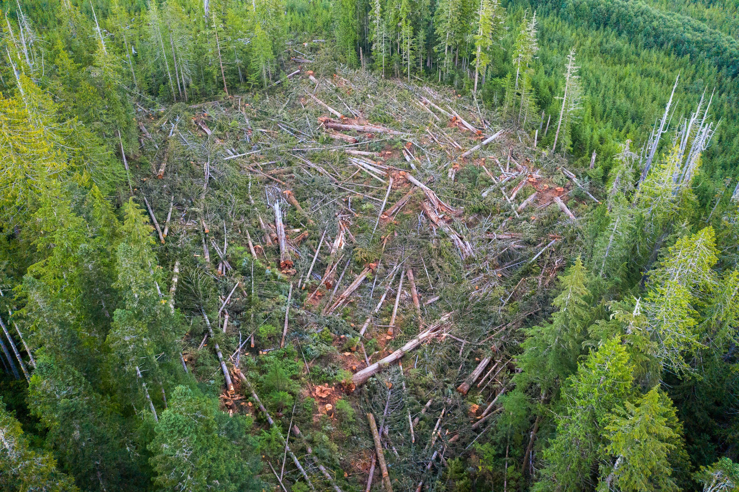 old-growth-clearcut-northern-vancouver-island-bc-2022-595.jpg