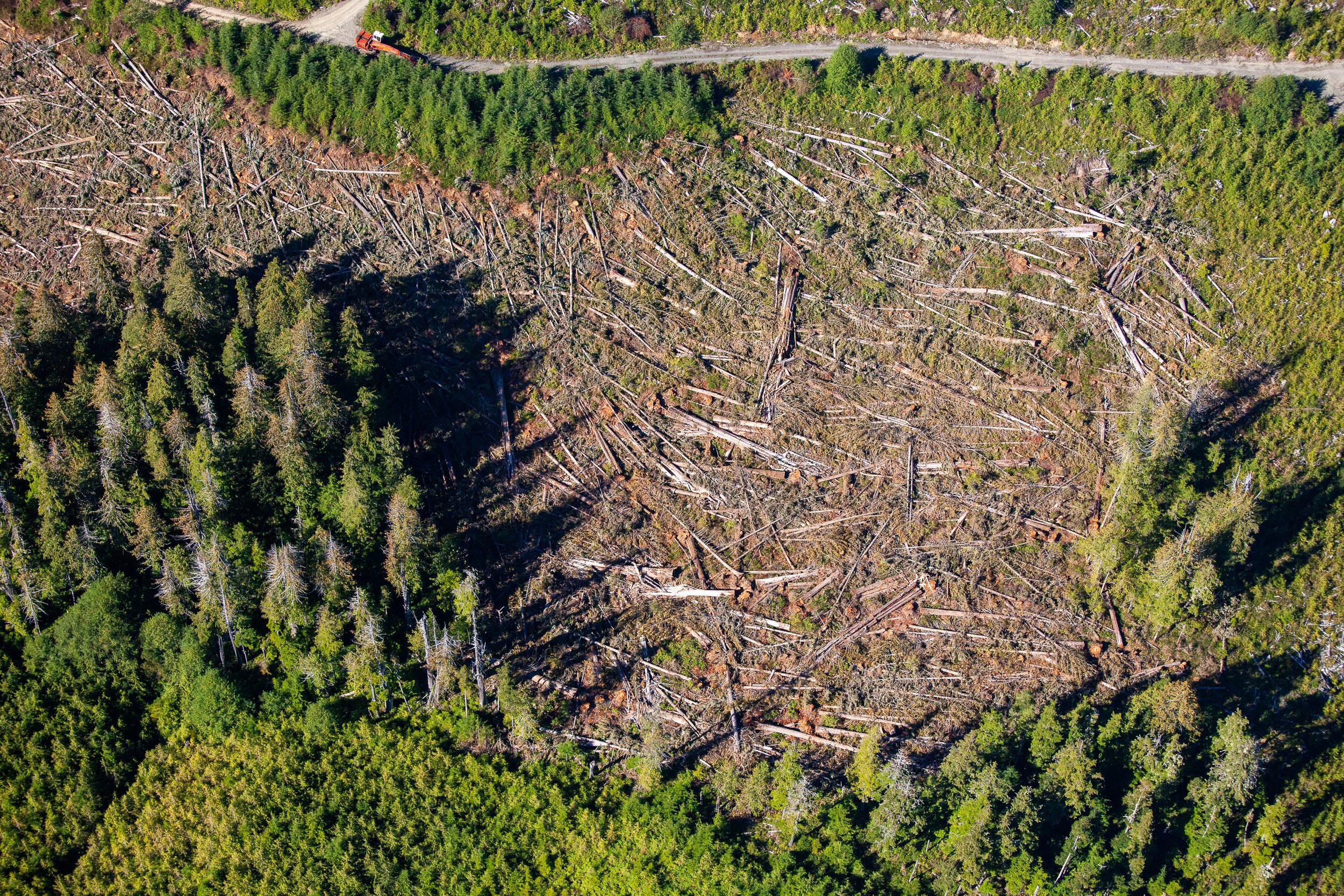 old-growth-logging-aerial-vancouver-island-bc-2022-507.jpg