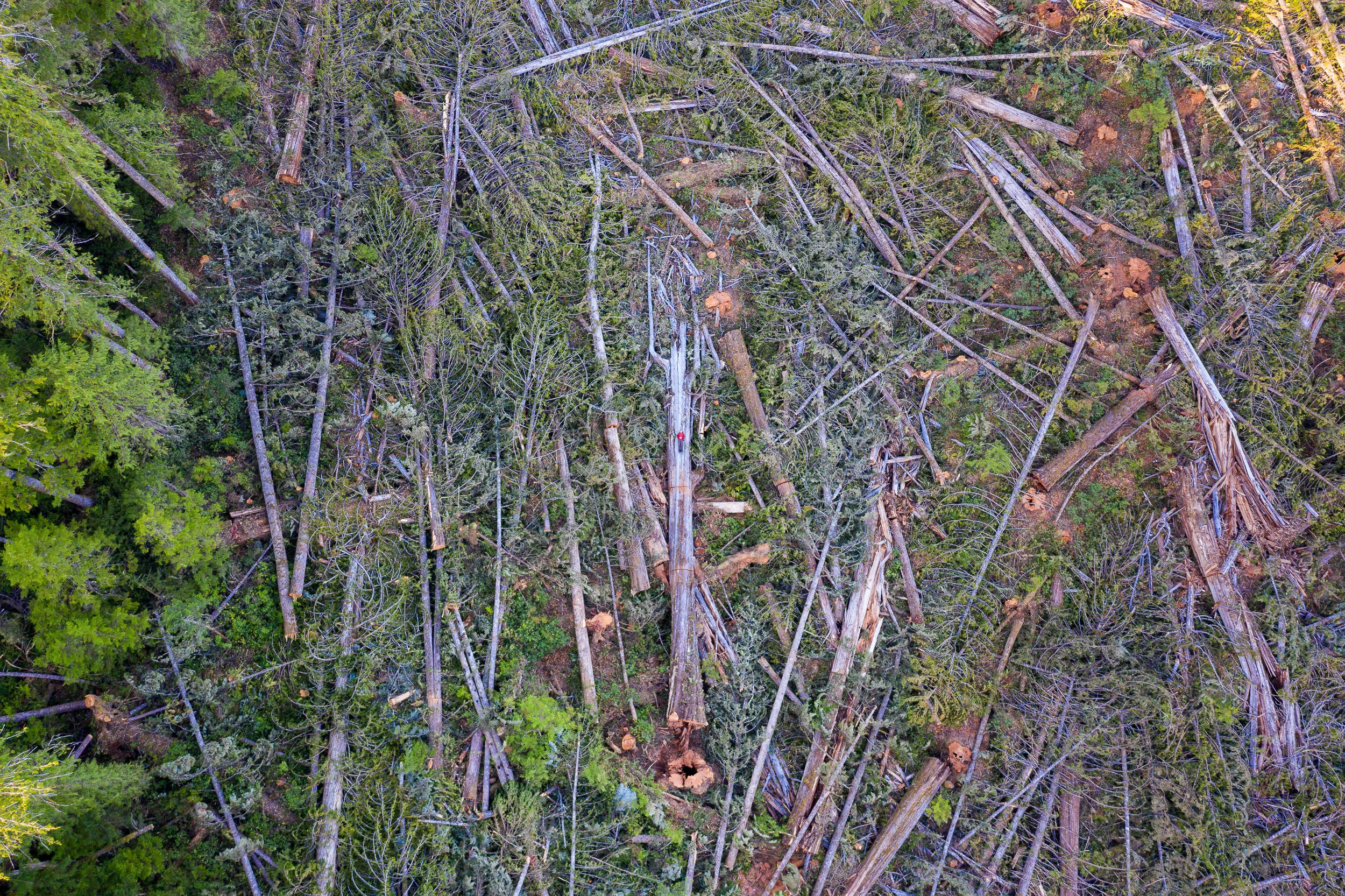 old-growth-logging-drone-vancouver-island-bc-2022-1077.jpg