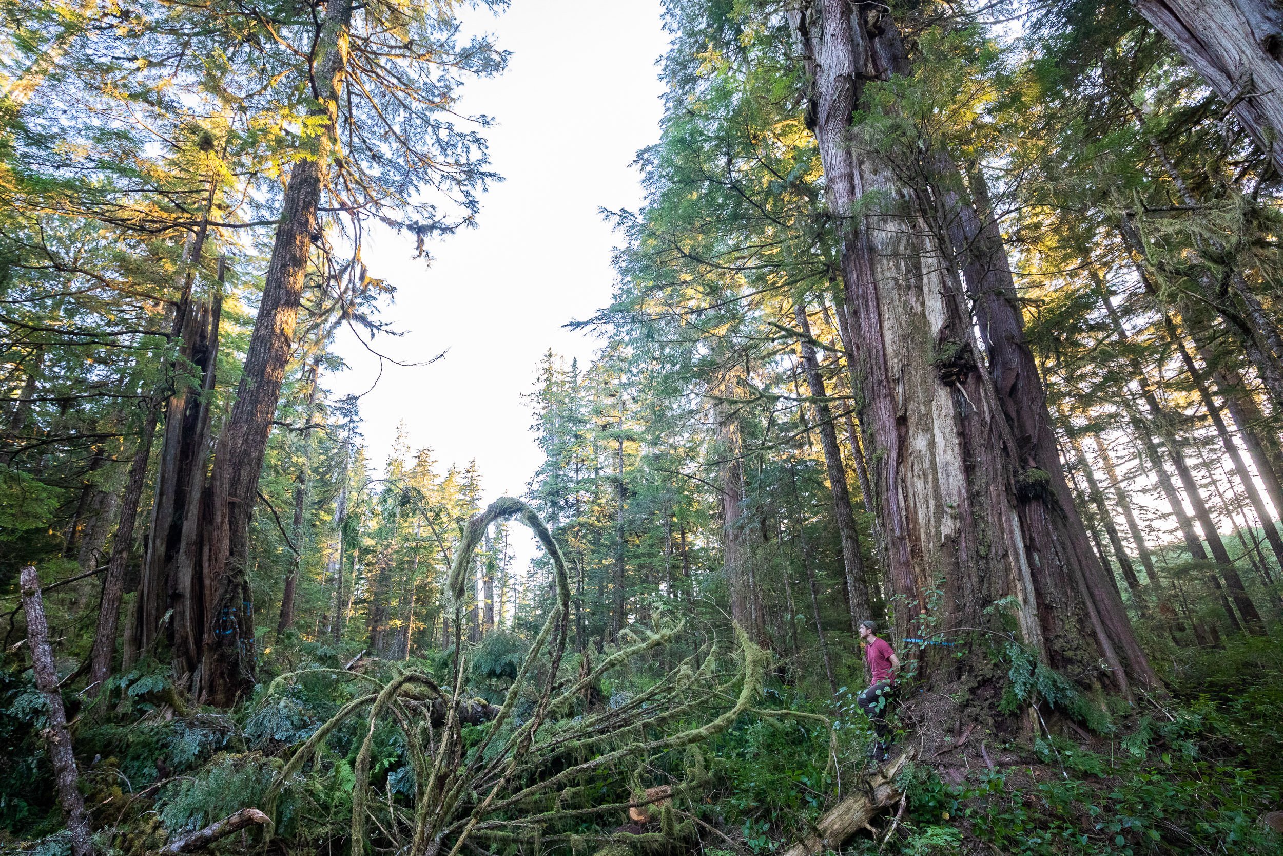 old-growth-logging-northern-vancouver-island-bc-2022-530.jpg