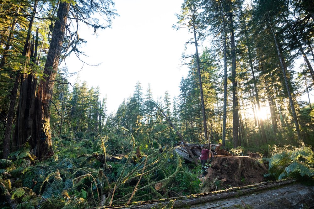 old-growth-logging-northern-vancouver-island-bc-2022-893.jpg