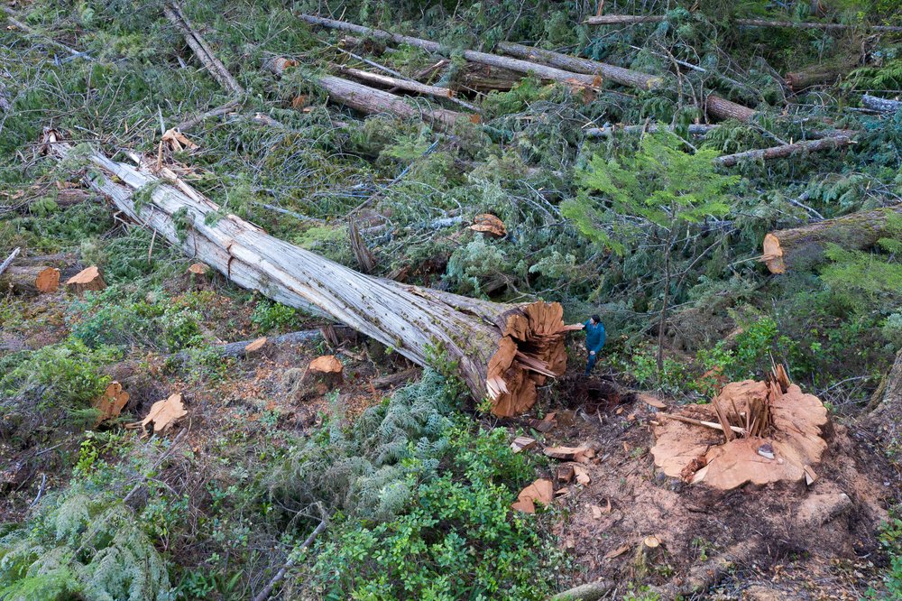 old-growth-logging-northern-vancouver-island-bc-2022-906.jpg