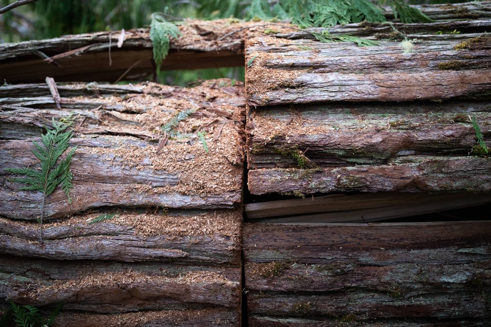 old-growth-logging-northern-vancouver-island-bc-2022-1235.jpg