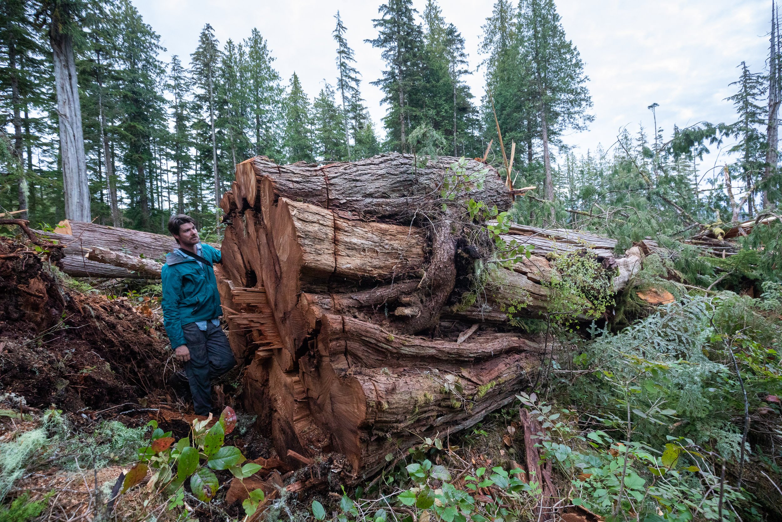 old-growth-logging-quatsino-vancouver-island-bc-2022-162.jpg