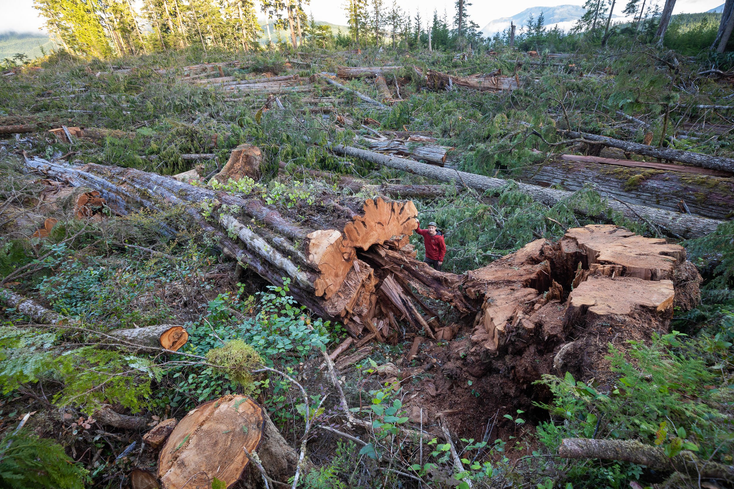 old-growth-logging-western-forest-products-vancouver-island-2022-1061.jpg