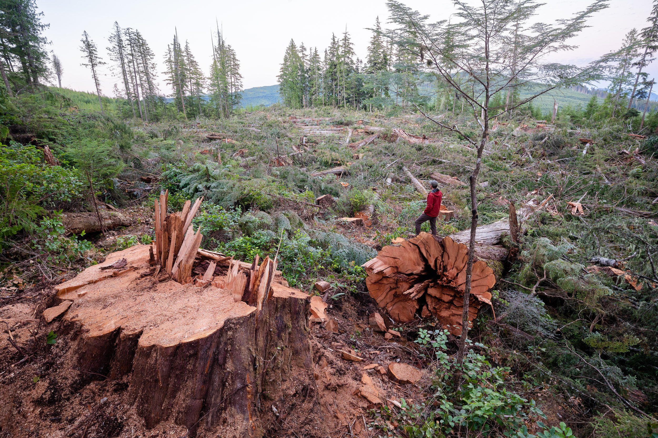 old-growth-logging-WFP-vancouver-island-bc-2022-954.jpg