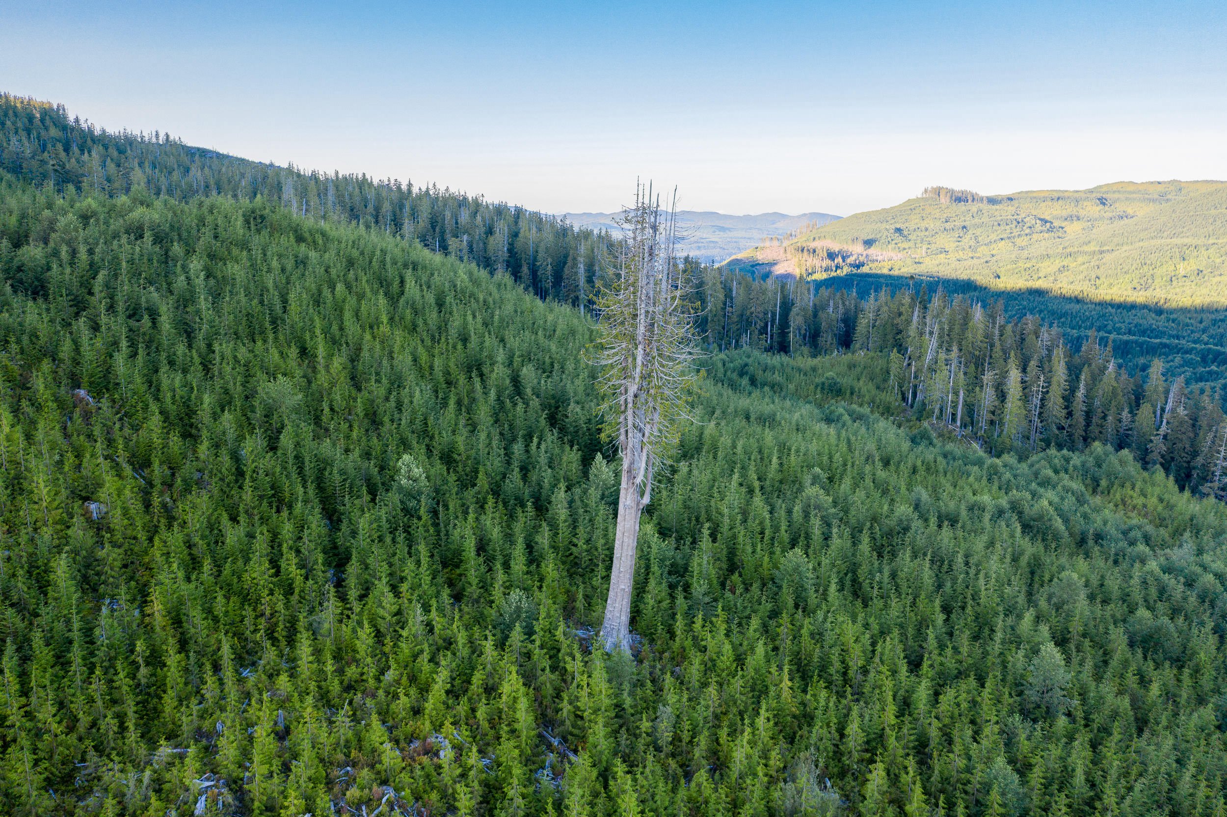 old-growth-lone-cedar-vancouver-island-bc-2022-1086.jpg