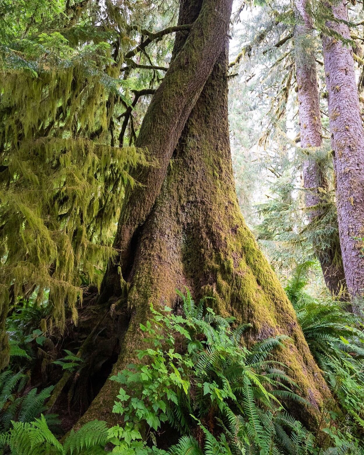 Natural art forms 🐍
&mdash;
#ancientforest #oldgrowth #oldgrowthforest #natureart #natureartist #mothernature #sitkaspruce #hemlock #springvibes #temperaterainforest #vancouverisland #explorebc