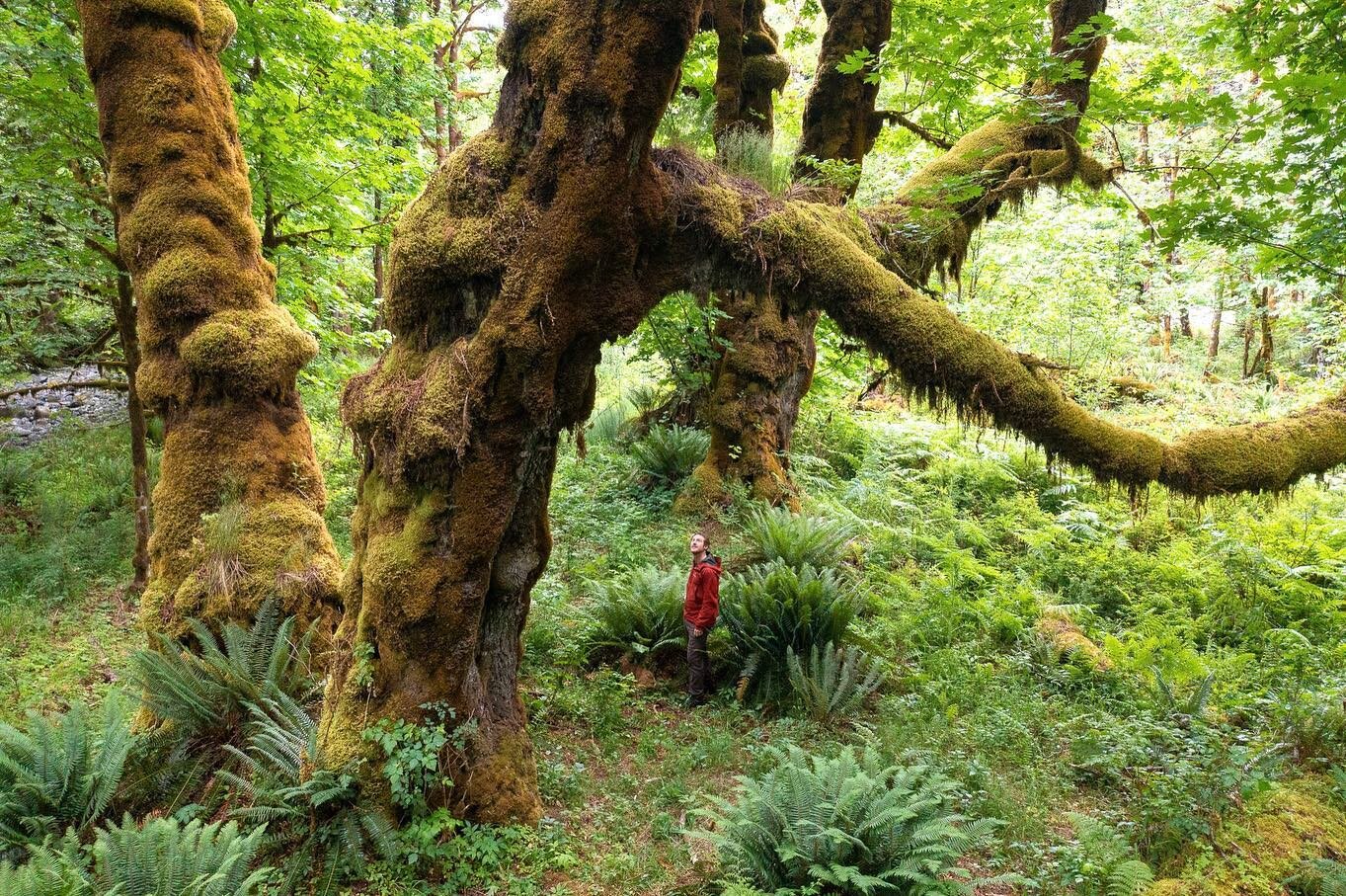 Springtime in the luscious Mossy Maple Grove west of Lake Cowichan in Hul&rsquo;q&rsquo;umi'num territory. This rare and spectacular grove is home to super shaggy old-growth bigleaf maple trees adorned with thick mats of hanging moss. Bigleaf maple t