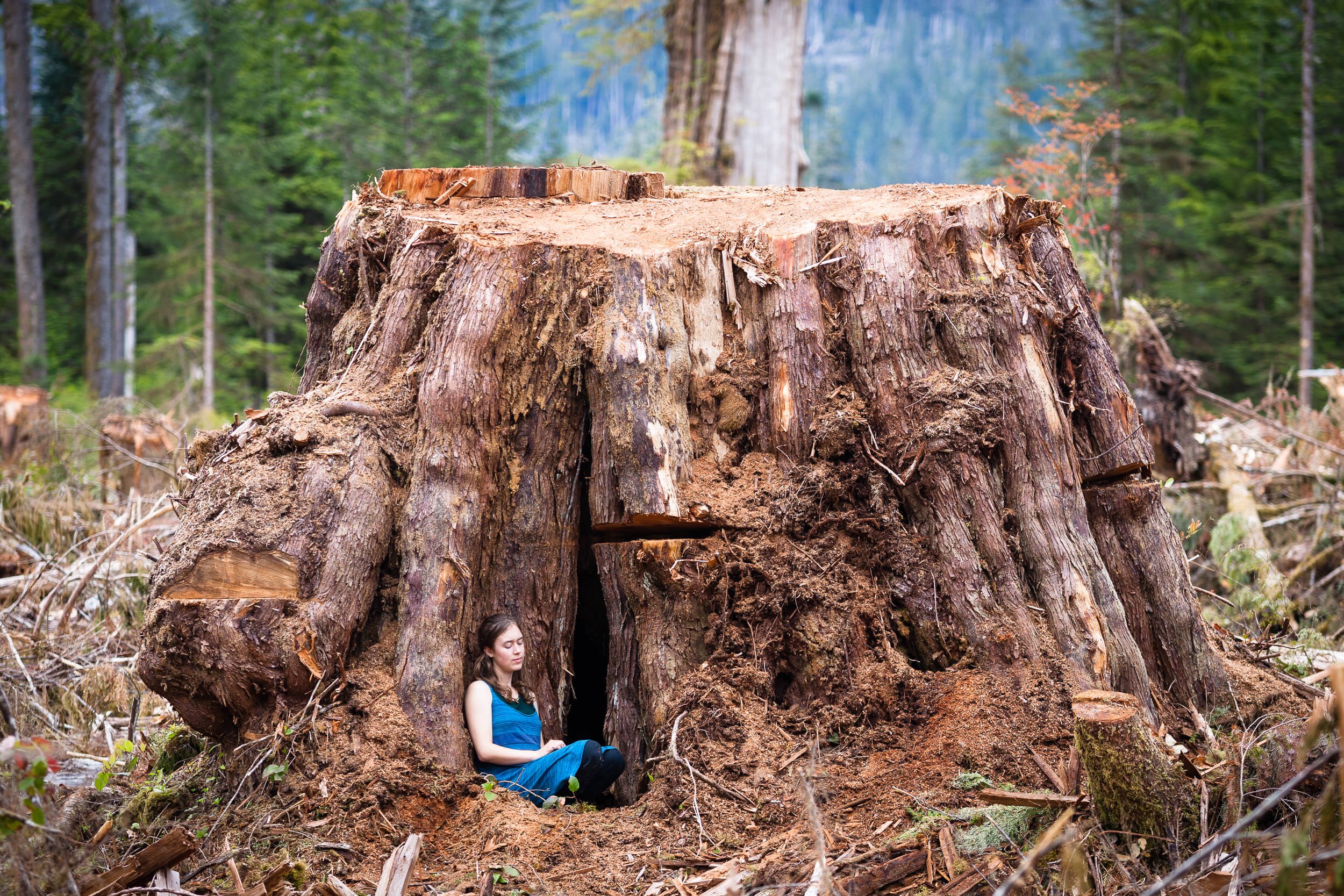 old-growth-redcedar-stump-klanawa-valley-woman.jpg