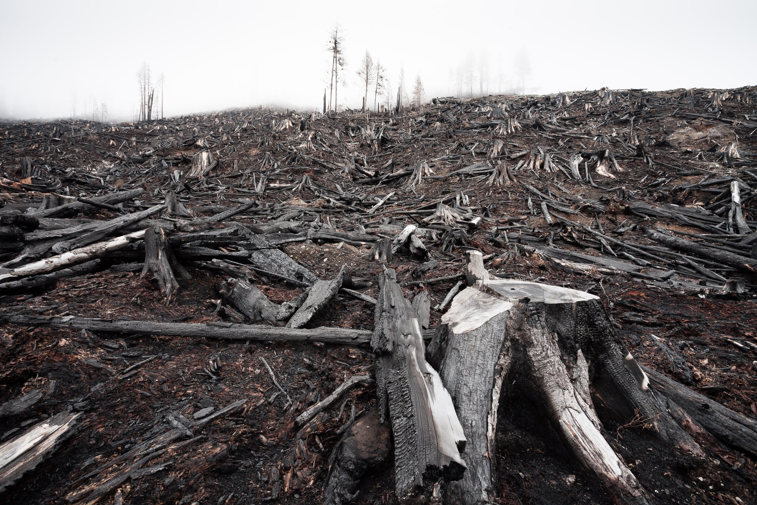 old-growth-clearcut-burnt-fire-klanawa-valley.jpg