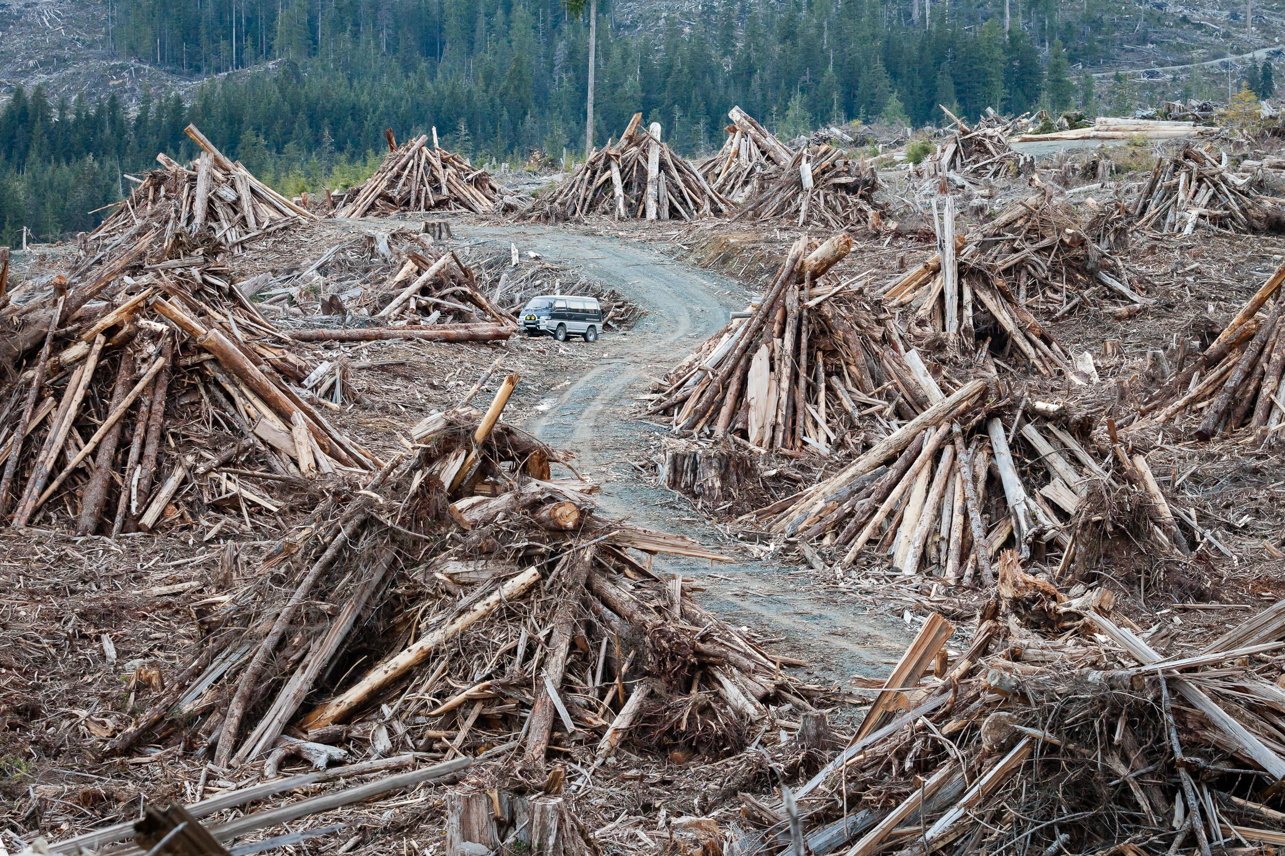 slash-piles-old-growth-klanawa-valley.jpg