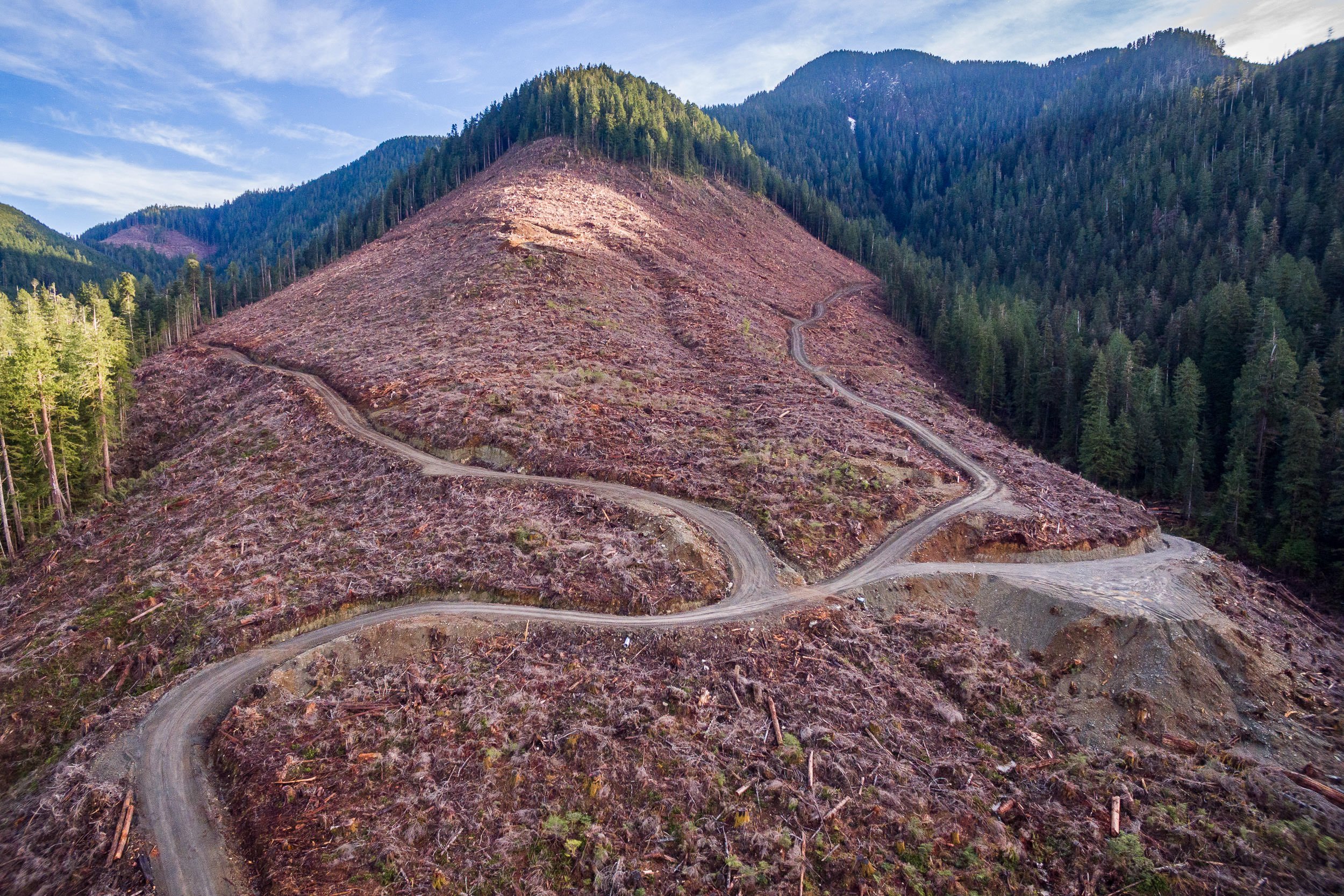 old-growth-clearcut-caycuse-valley-aerial-1.jpg