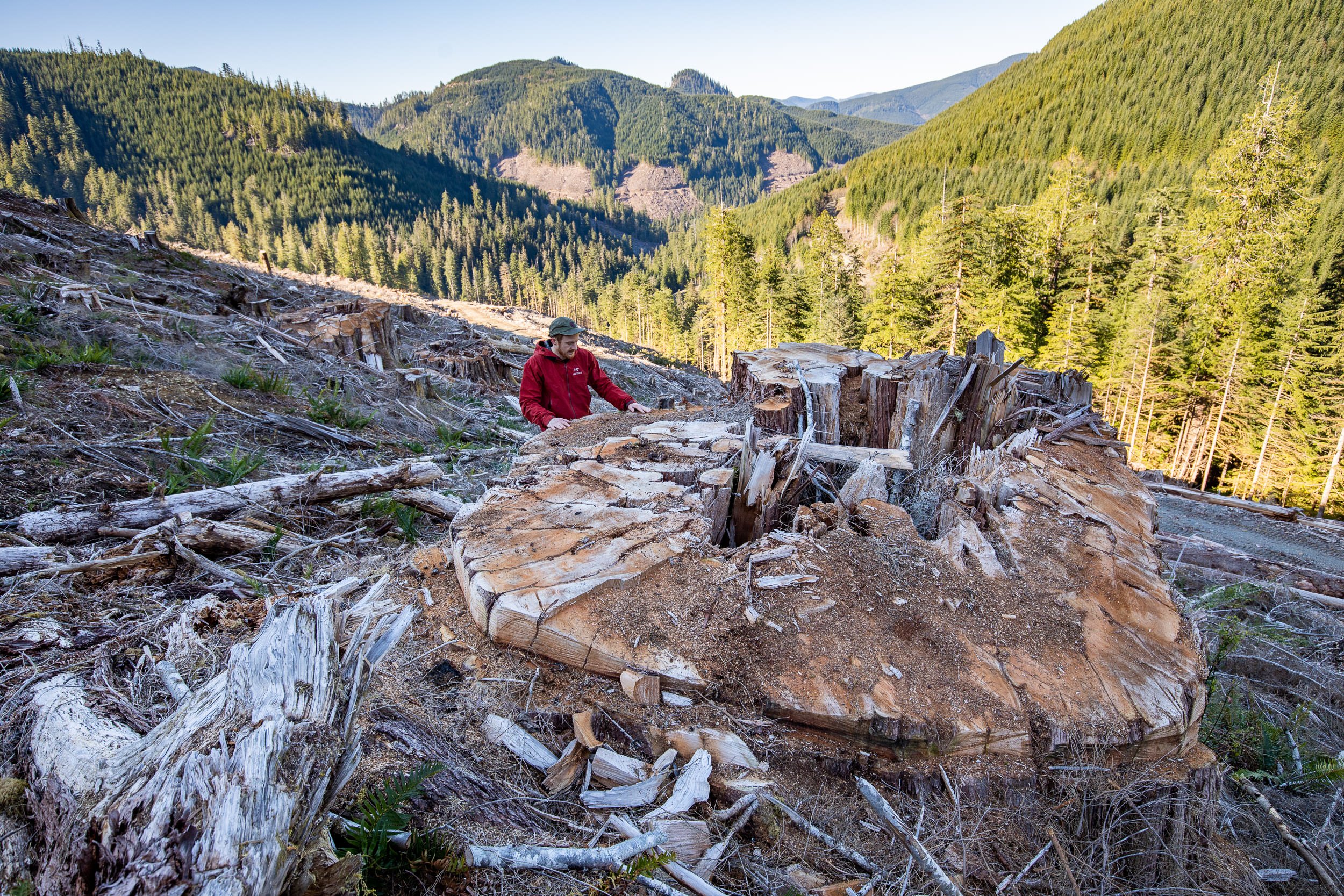 old-growth-cedar-stump-caycuse-valley-bc.jpg