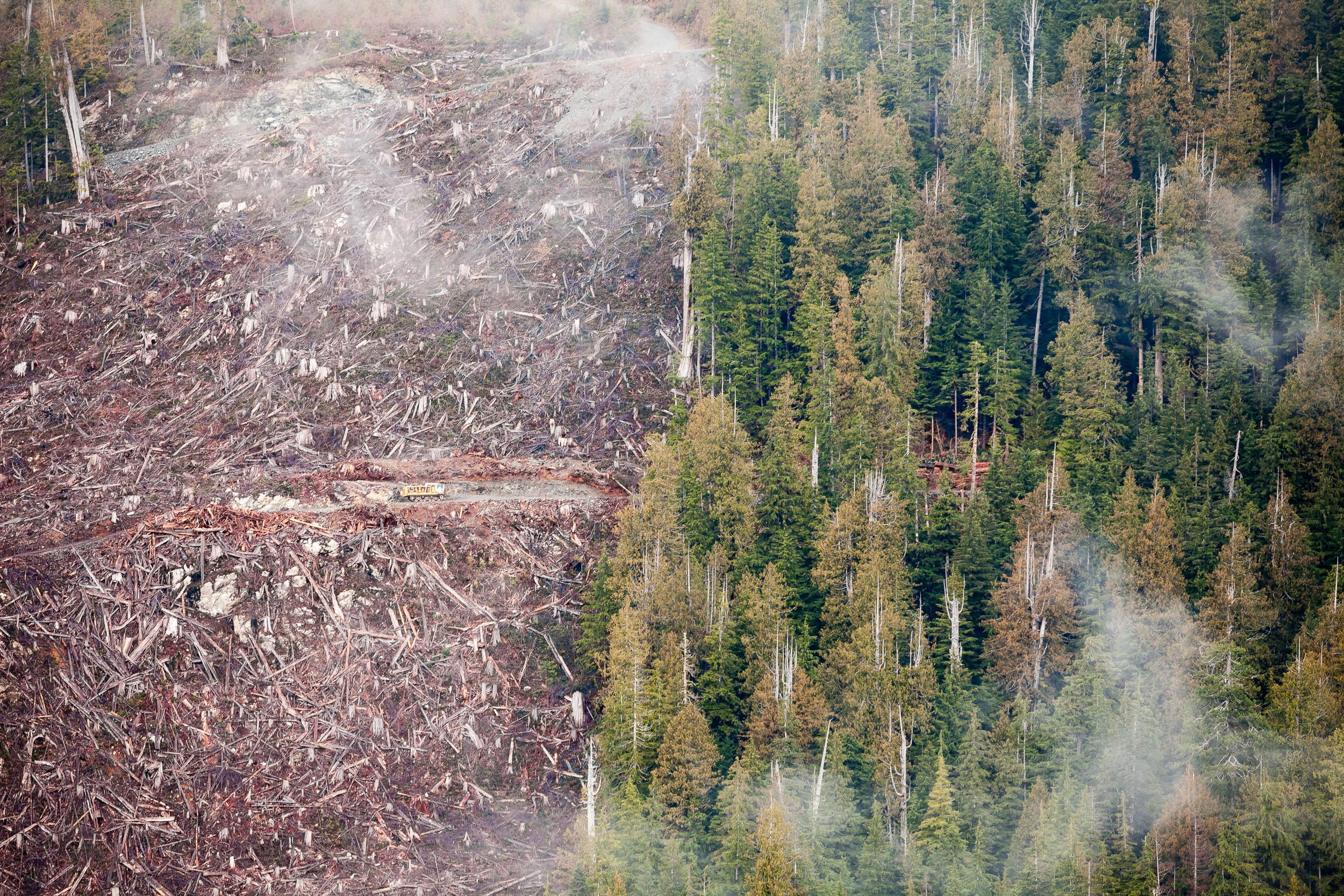 old-growth-logging-split-view-klanawa-valley.jpg