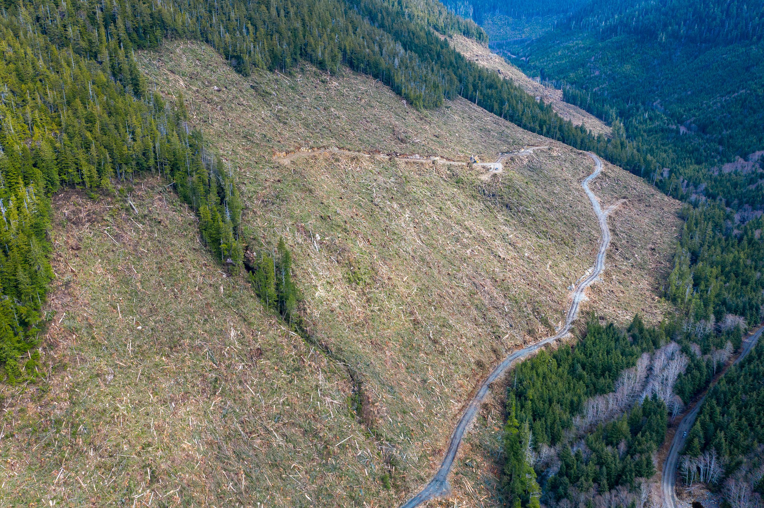 old-growth-clearcut-bcts-mahatta-river-bc.jpg