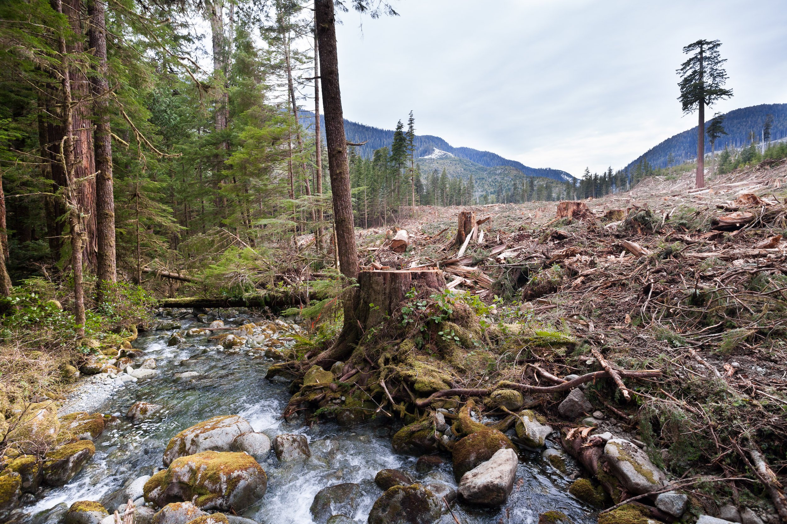 clearcut-logging-stream-old-growth-big-lonely-doug.jpg