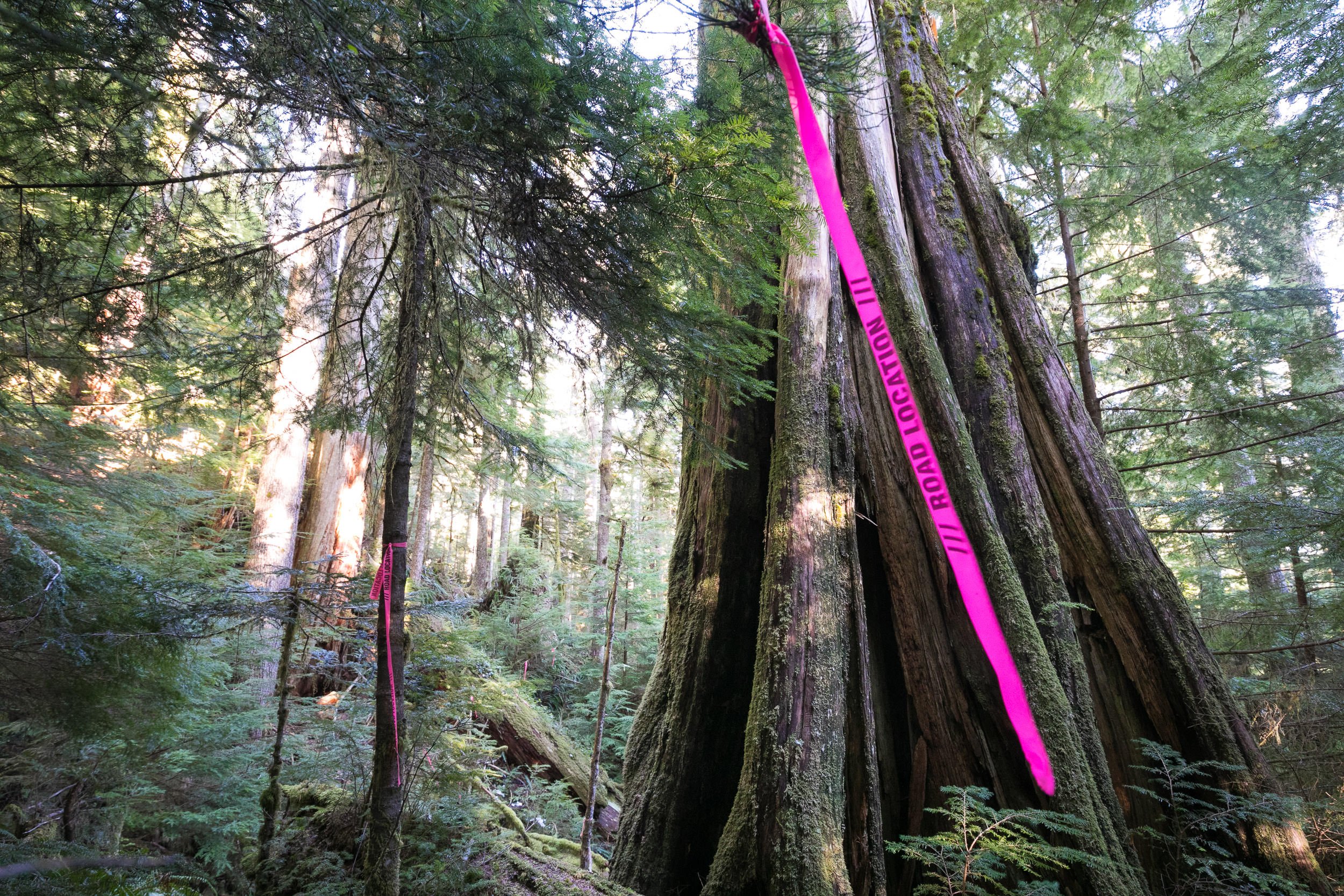 road-location-ribbon-old-growth-bc.jpg