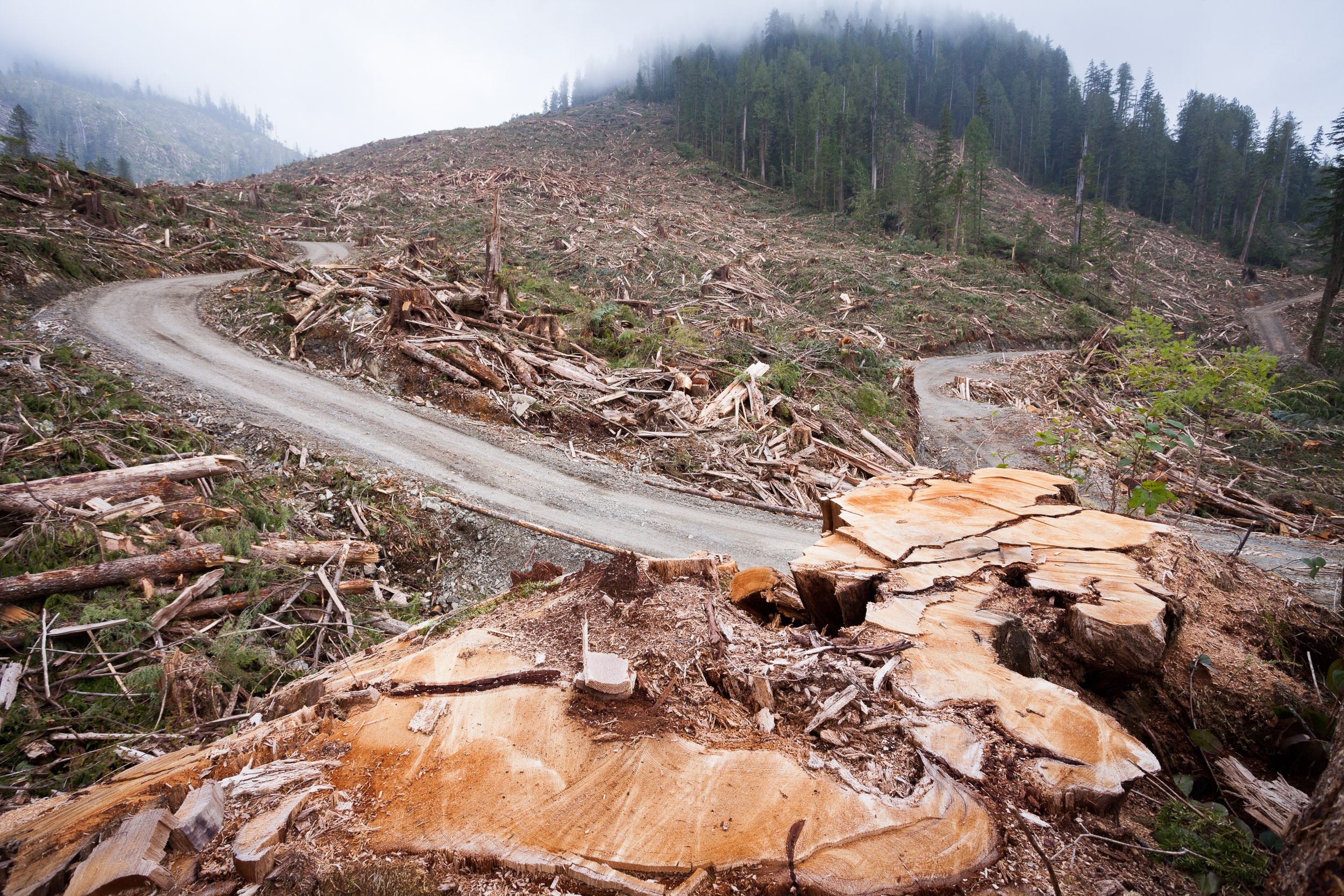 old-growth-clearcut-logging-klanawa-valley-road-stump.jpg