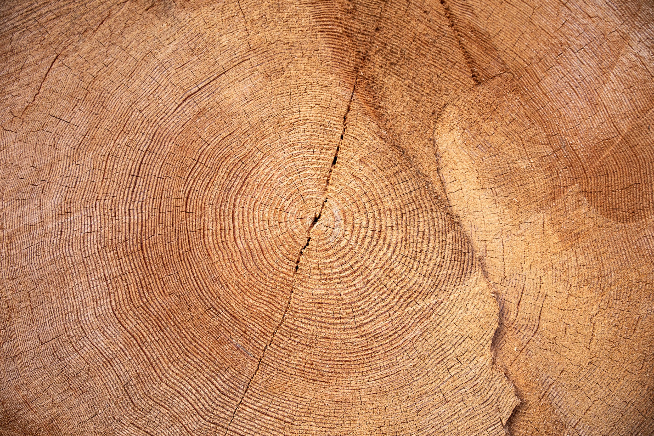 old-growth-tree-rings-douglas-fir-450-years.jpg