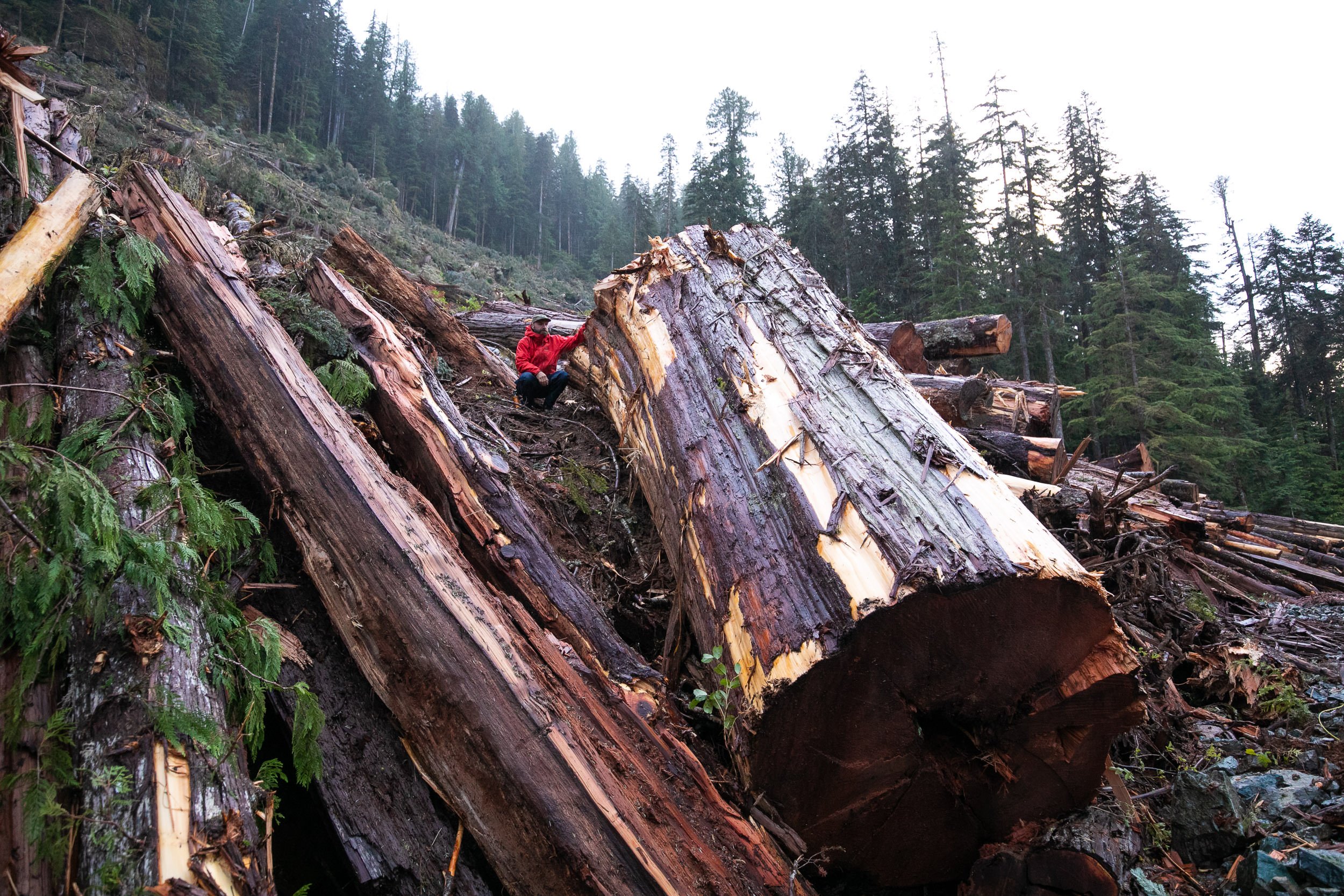 nahmint-valley-old-growth-logging-cedar-bcts.jpg