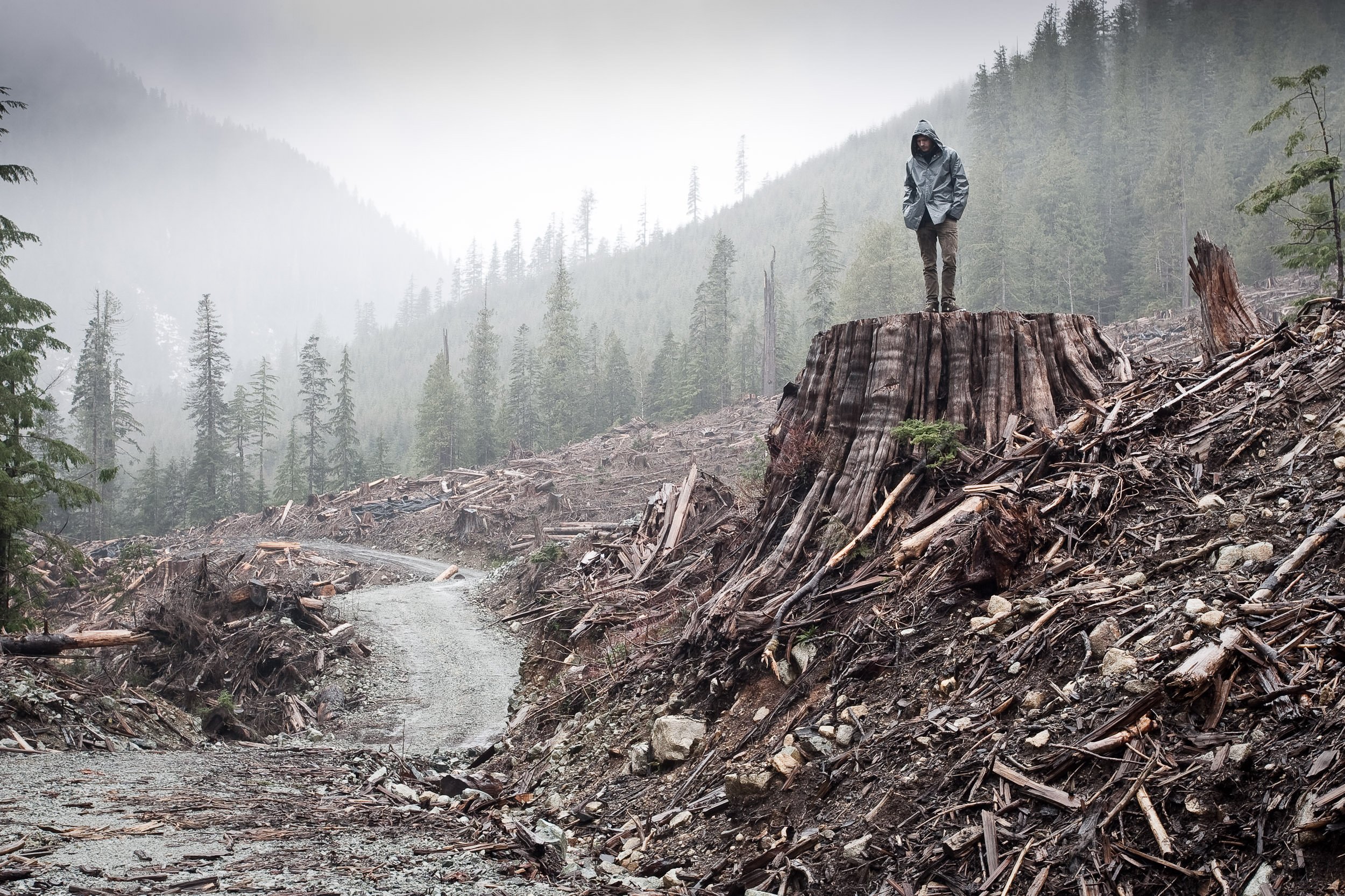 old-growth-clearcut-logging-foggy-man-on-stump.jpg