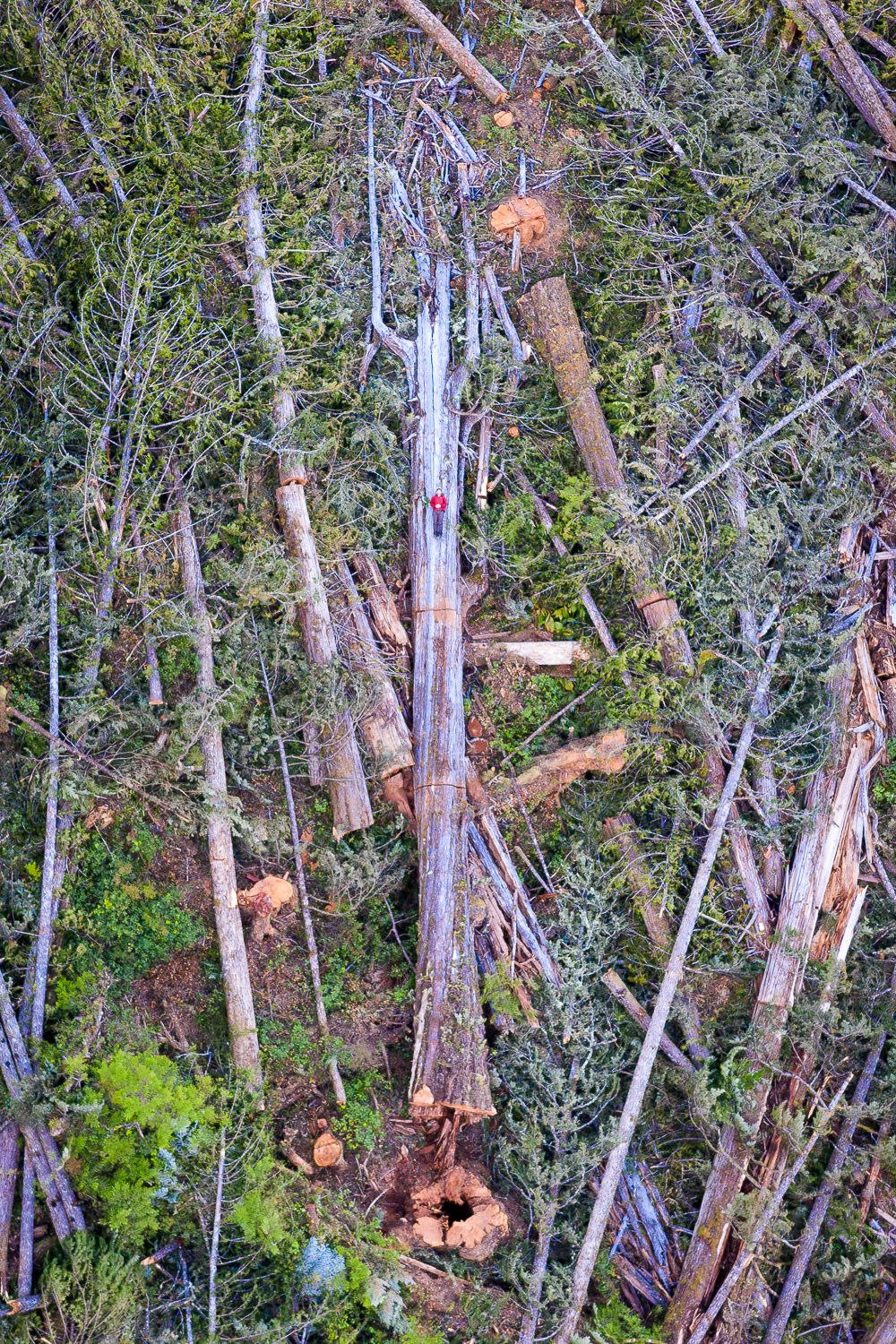 old-growth-cedar-log-quatsino-wfp-drone.jpg