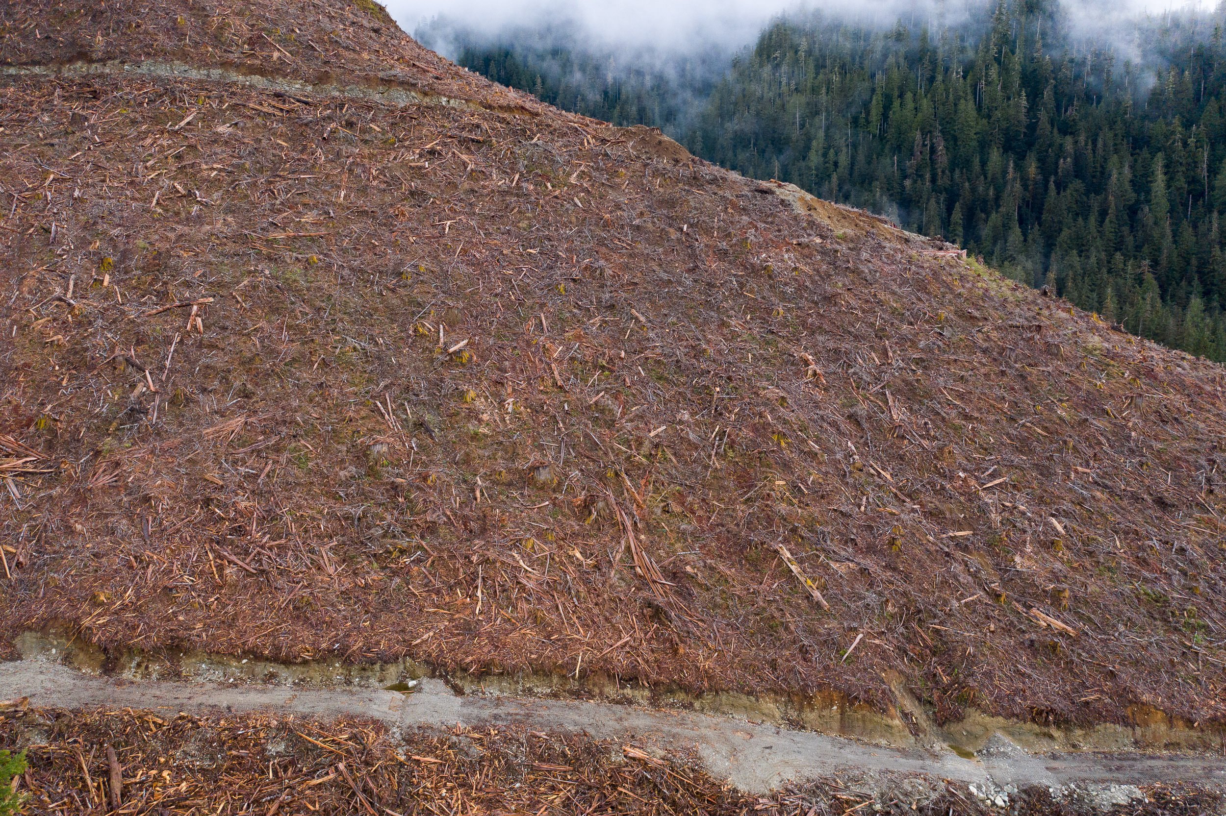 old-growth-clearcut-caycuse-valley-aerial-3.jpg