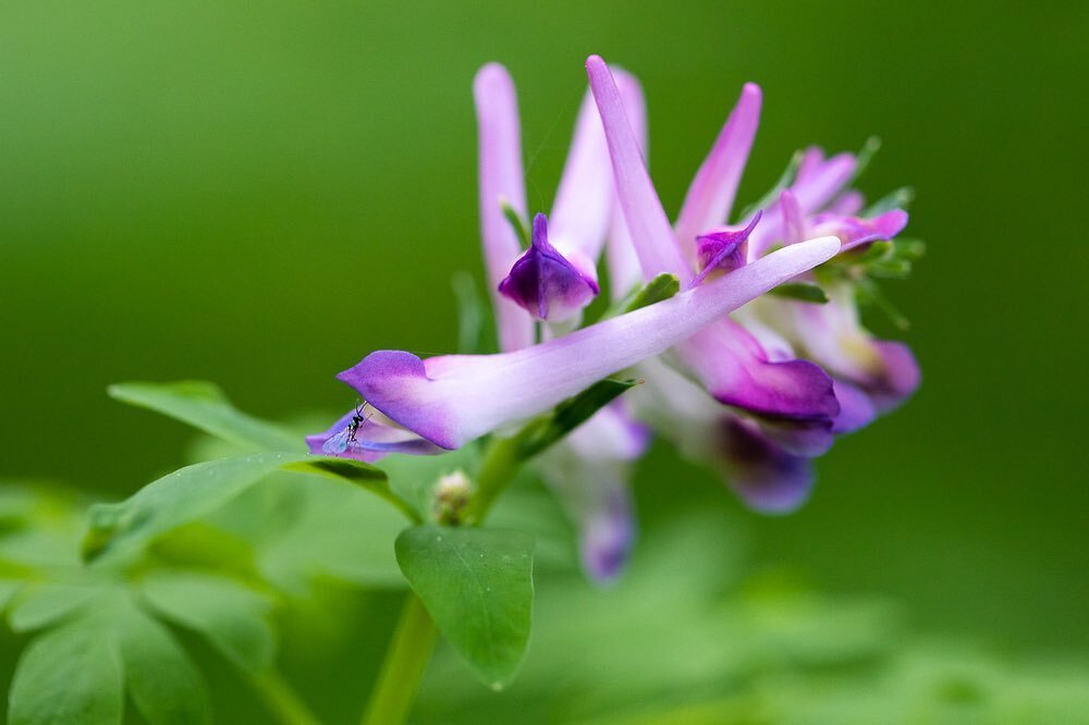 Beautiful and extremely rare in Canada, the Scouler&rsquo;s corydalis is found only on southwest Vancouver Island around the Nitinat, Carmanah, and Klanawa valleys in Ditidaht and Huu-ay-aht territories. With delicate pink-purple flowers and bright f