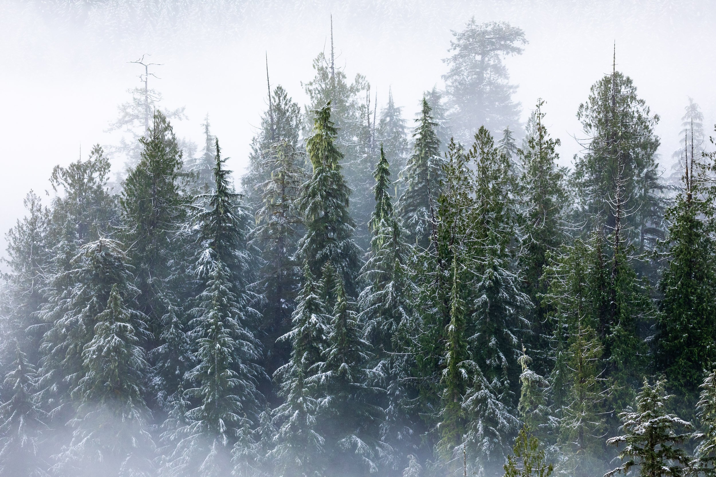 ancient-forest-snow-trees-winter.jpg