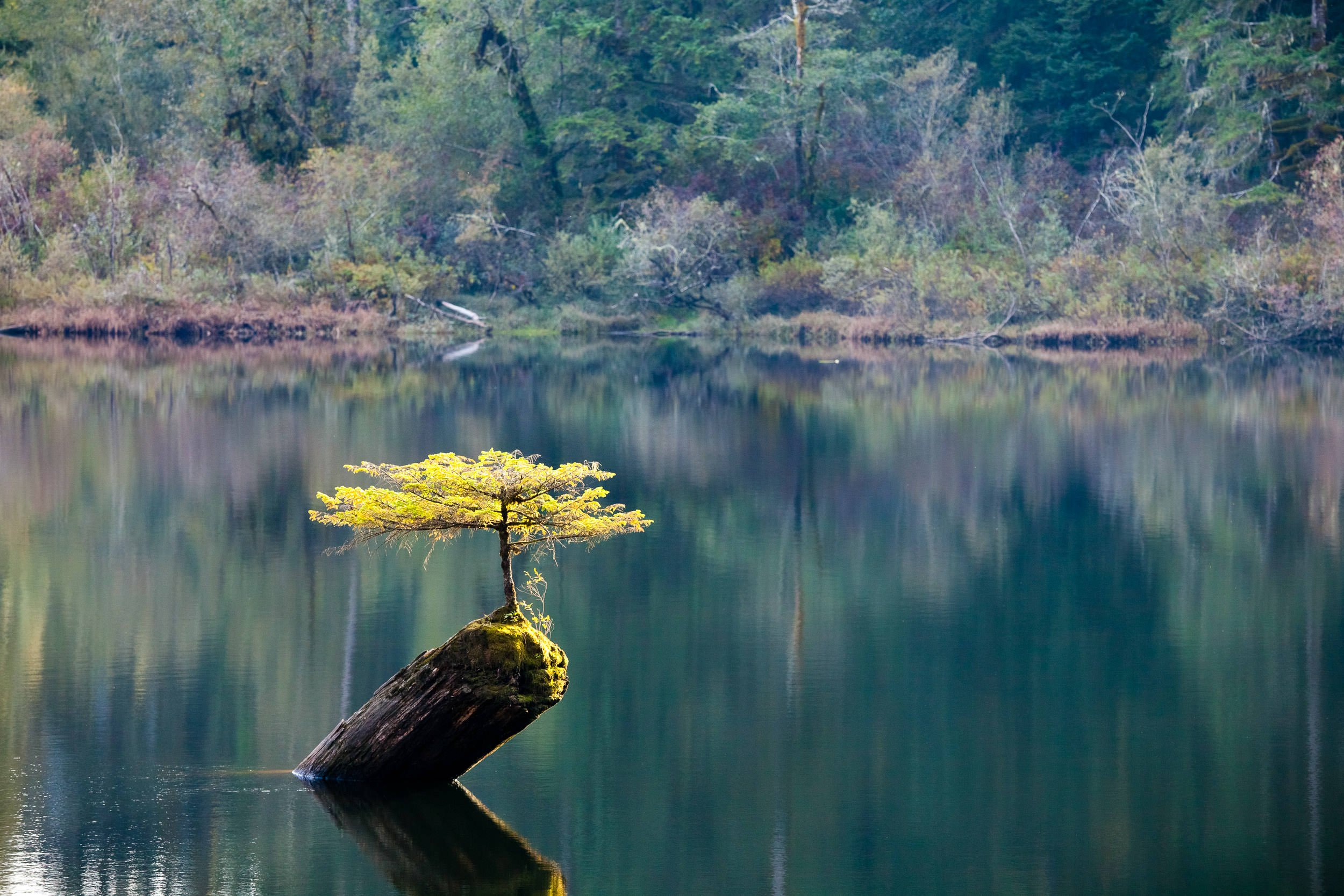 fairy-lake-tree-bonsai-port-renfrew-bc.jpg