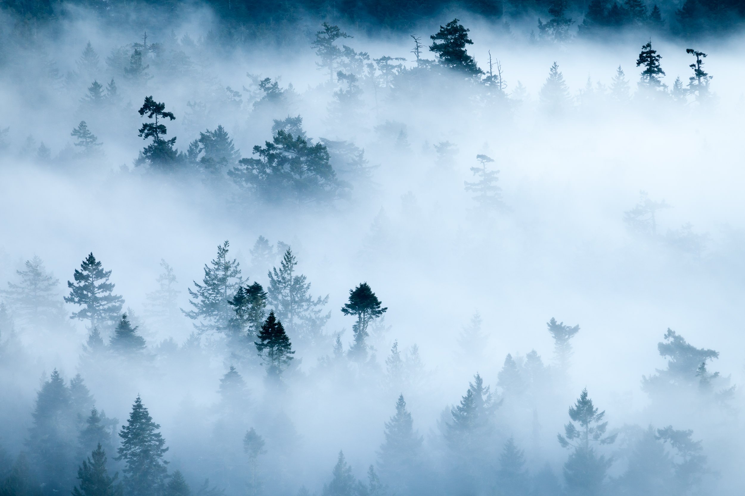 matheson-lake-old-growth-fog-metchosin.jpg