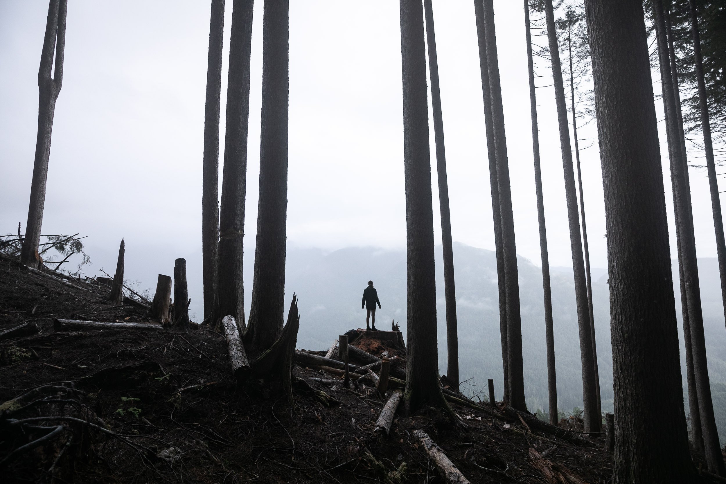 edinburgh-mt-clearcut-port-renfrew-mist.jpg