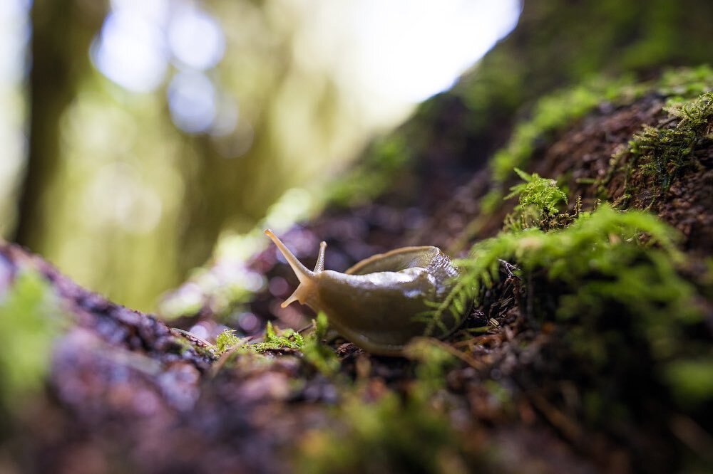 BC&rsquo;s coastal rainforests are famously home to giant organisms. But beyond the big trees, these forests also produce giant slugs! The banana slug is the second largest slug on earth, being able to reach 9 inches (23 cm) in length. These charisma