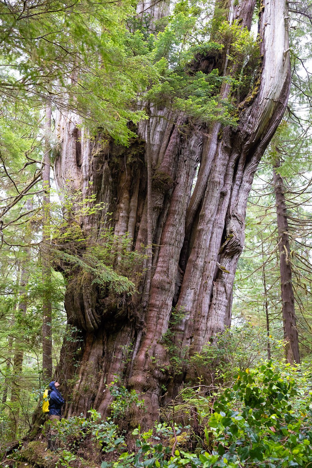 giant-cedar-clayoquot-sound-bc-80.jpg