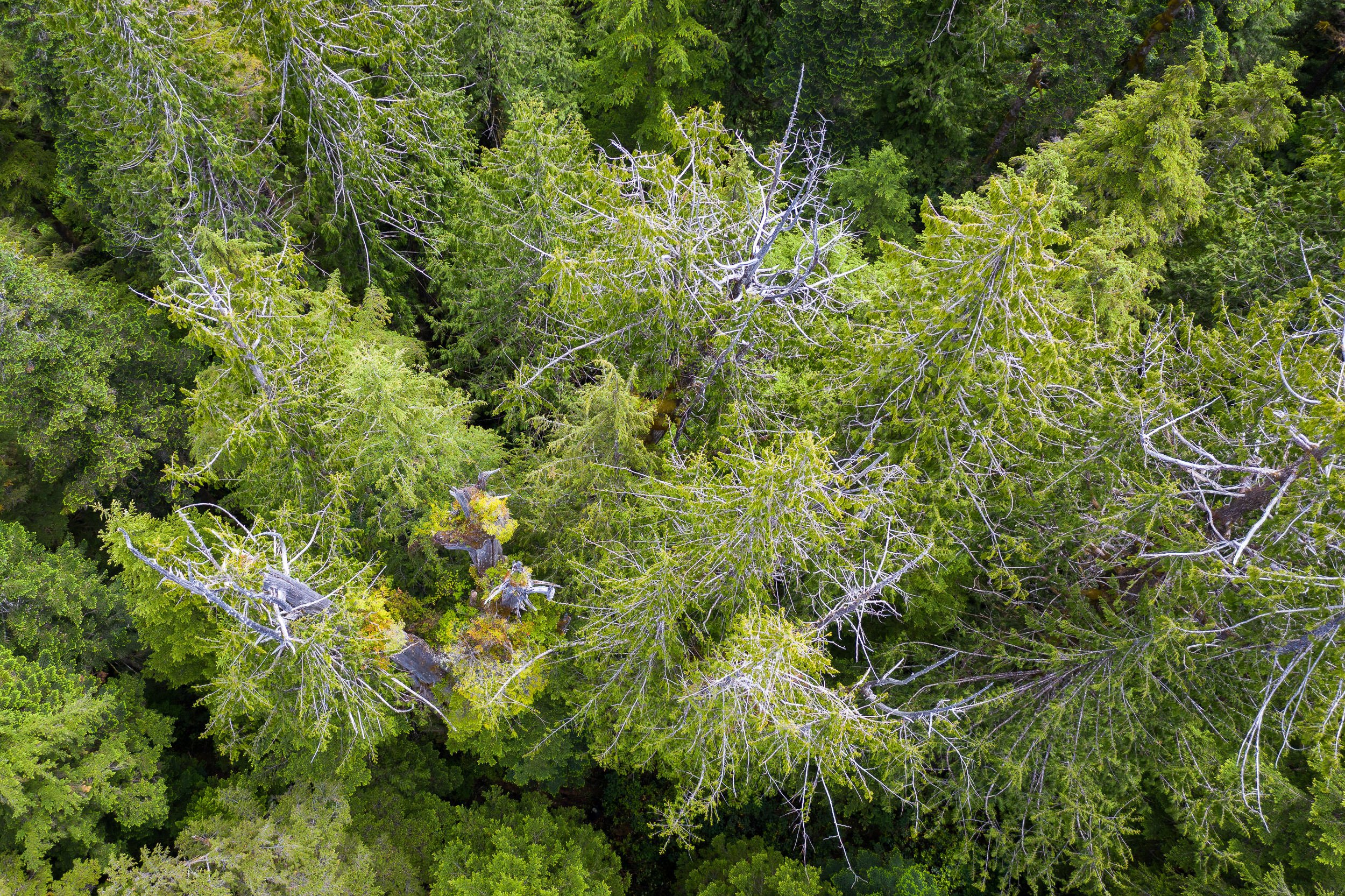 giant-cedar-clayoquot-sound-bc-14.jpg