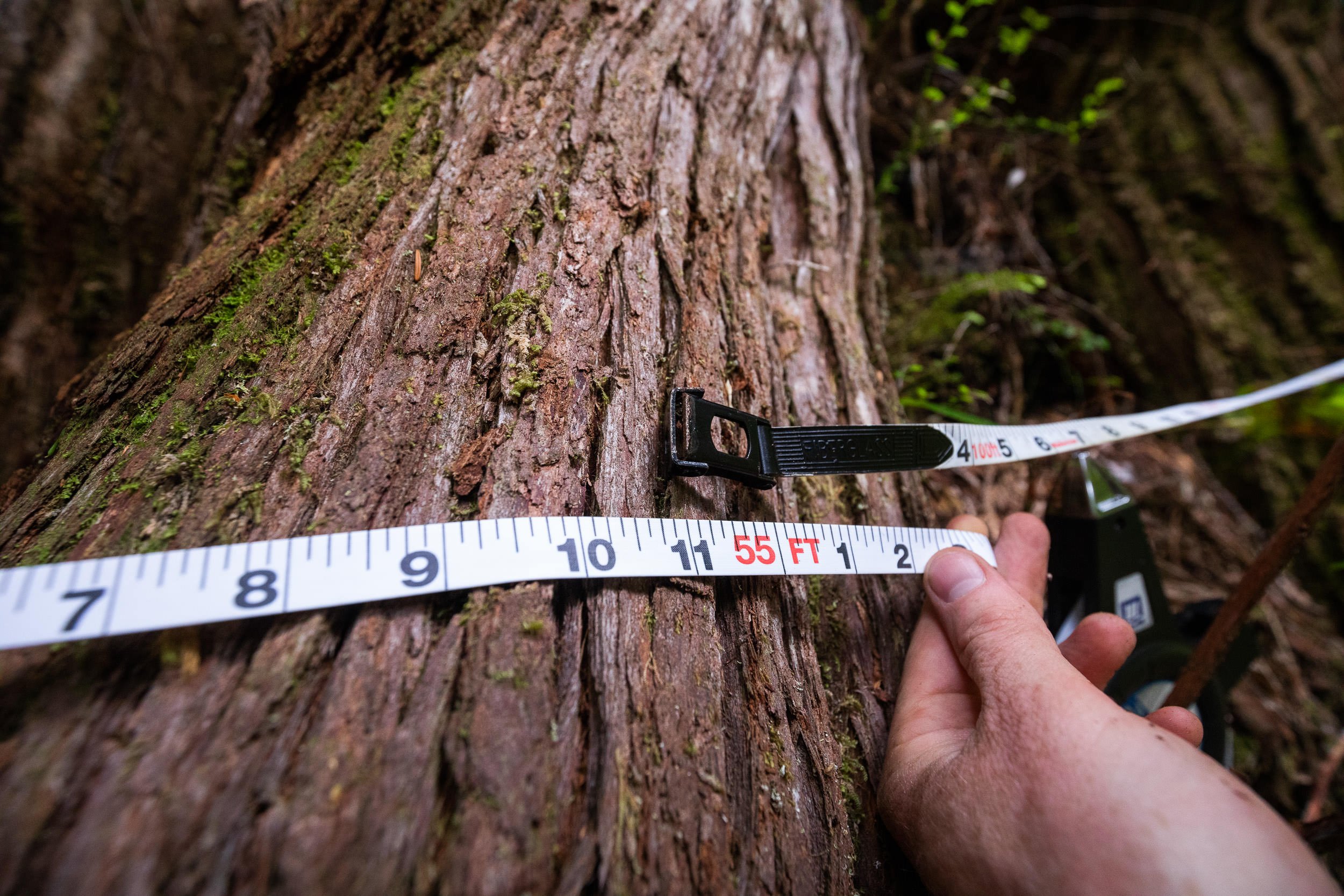 giant-cedar-clayoquot-sound-bc-41.jpg