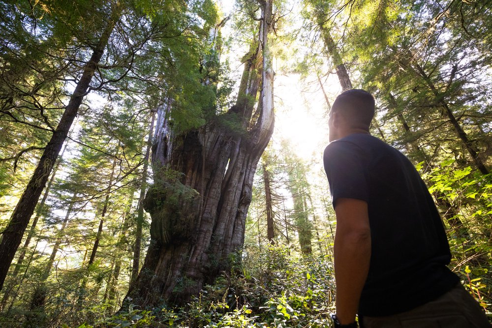 giant-cedar-clayoquot-sound-bc-70.jpg