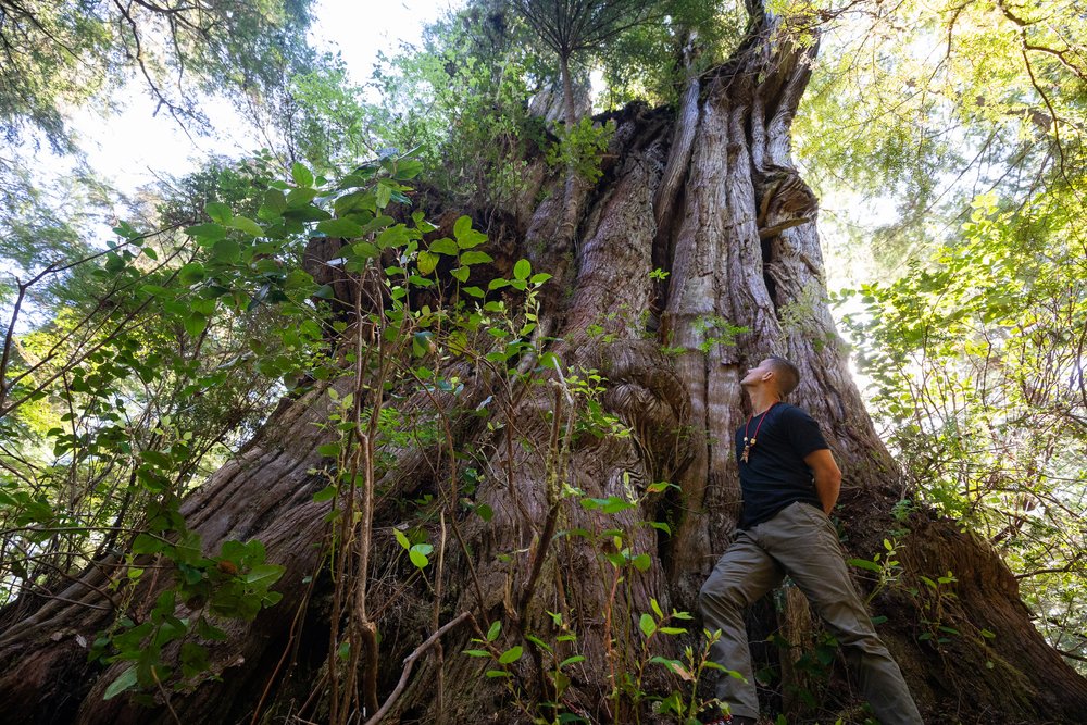 giant-cedar-clayoquot-sound-bc-113.jpg