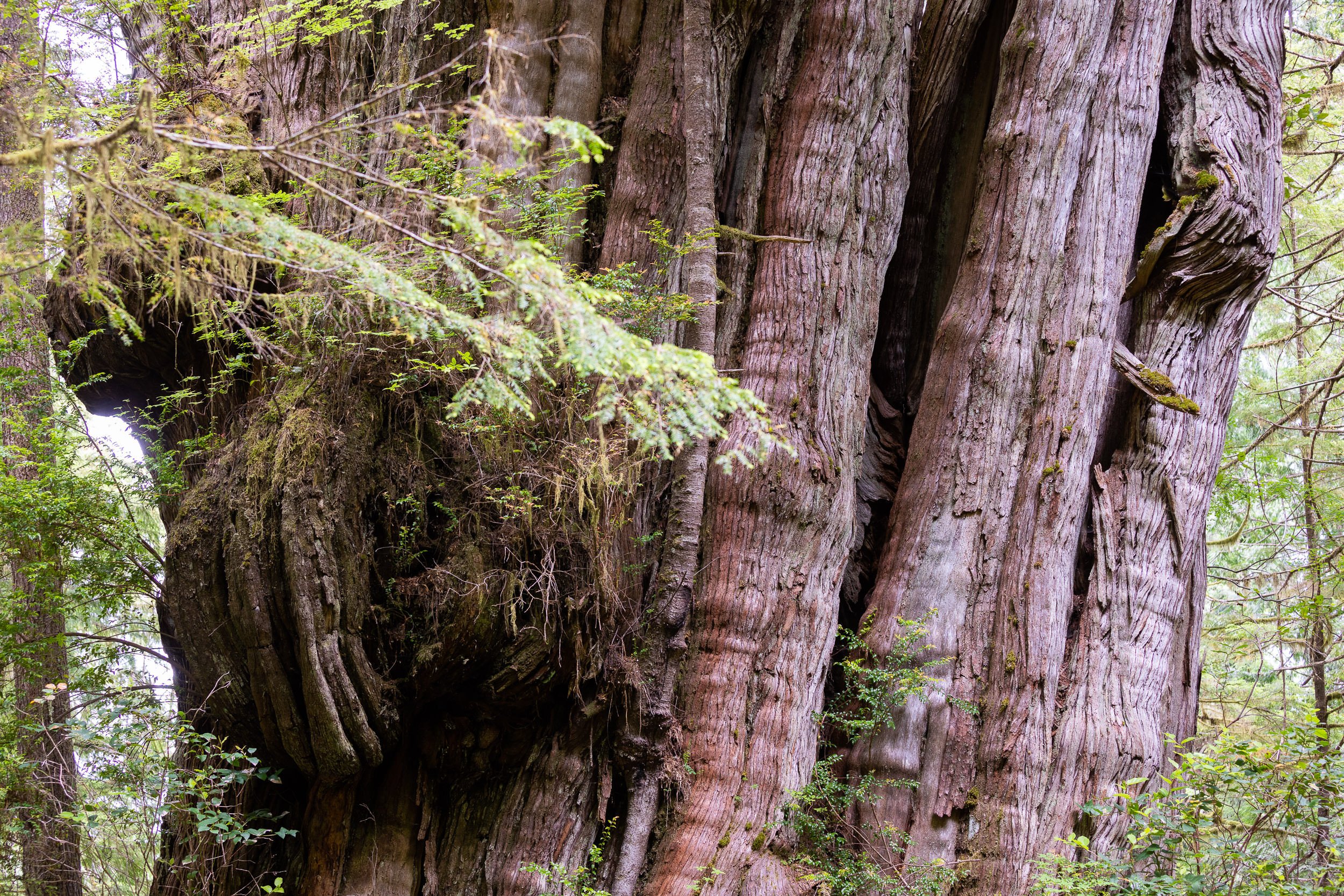 giant-cedar-clayoquot-sound-bc-150.jpg