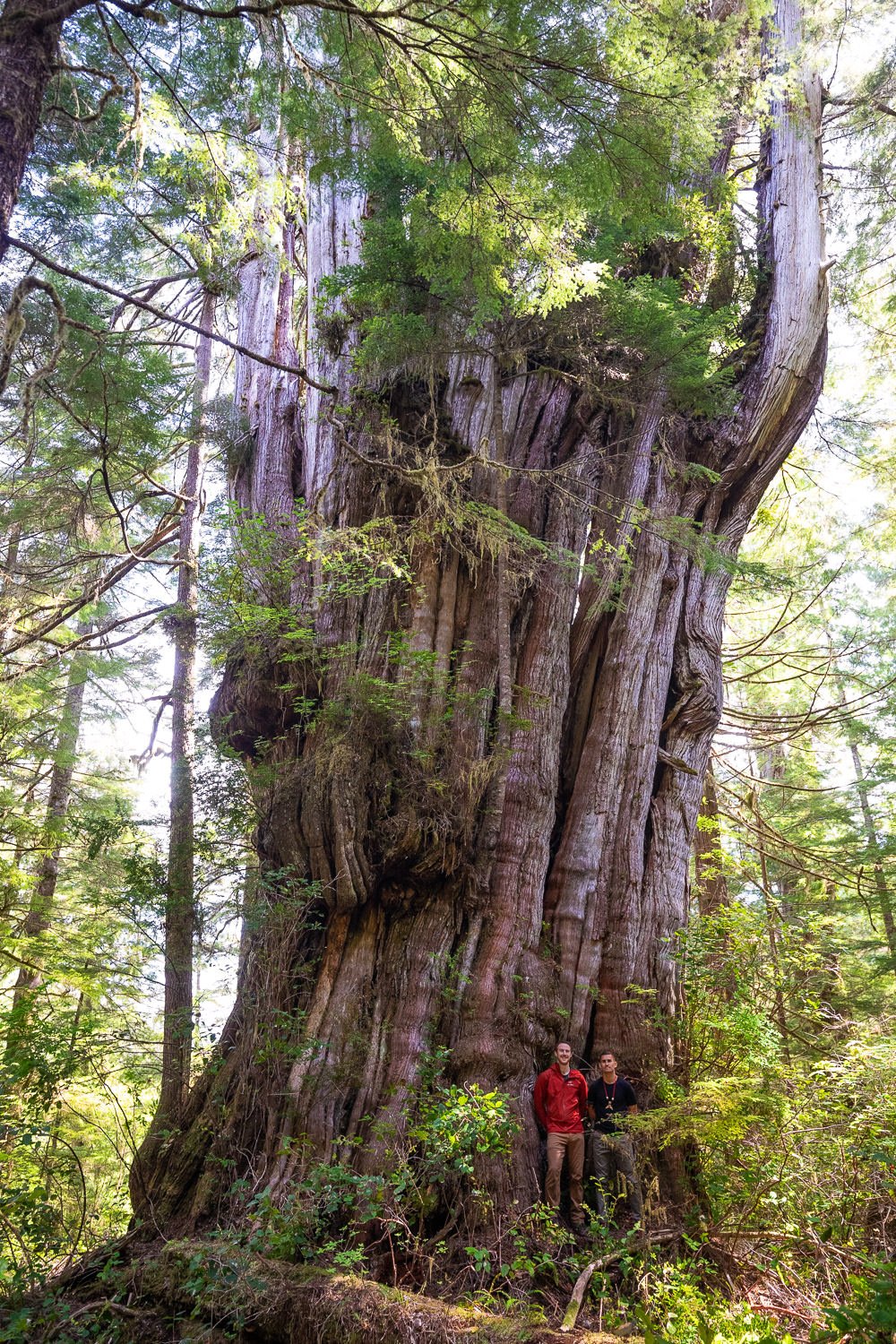 giant-cedar-clayoquot-sound-bc-156.jpg