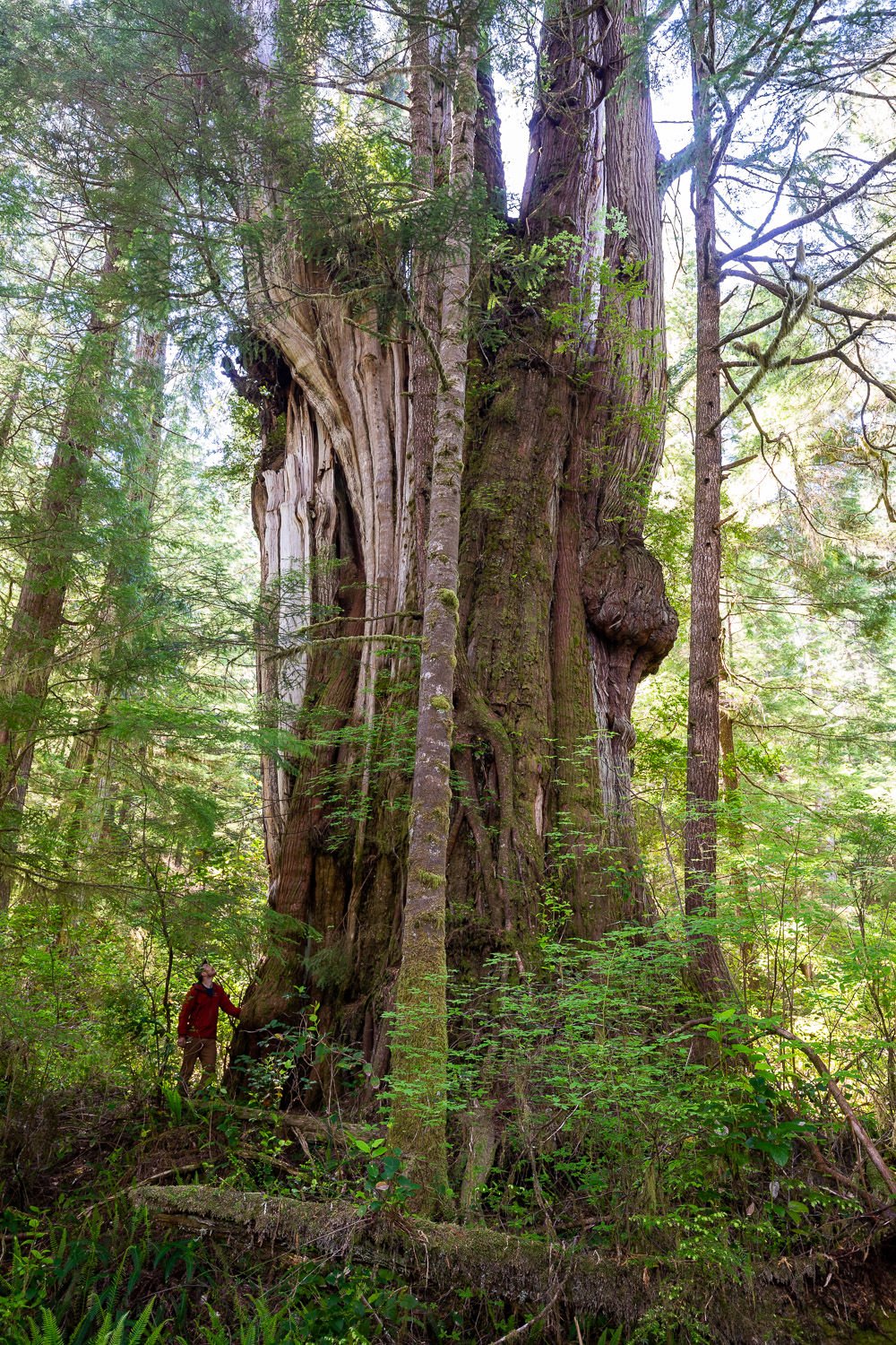 giant-cedar-clayoquot-sound-bc-170.jpg