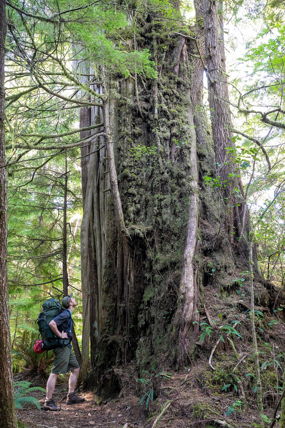 nootka-trail-redcedar-vancouver-island-bc-1286.jpg