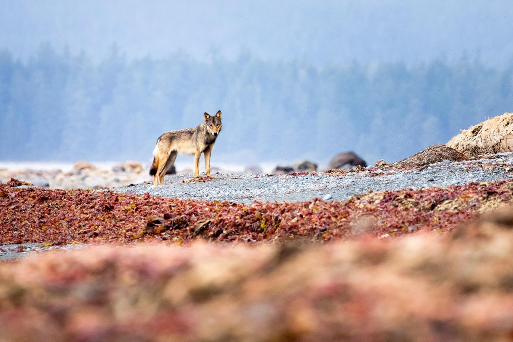 nootka-trail-sea-wolf-vancouver-island-bc-582.jpg